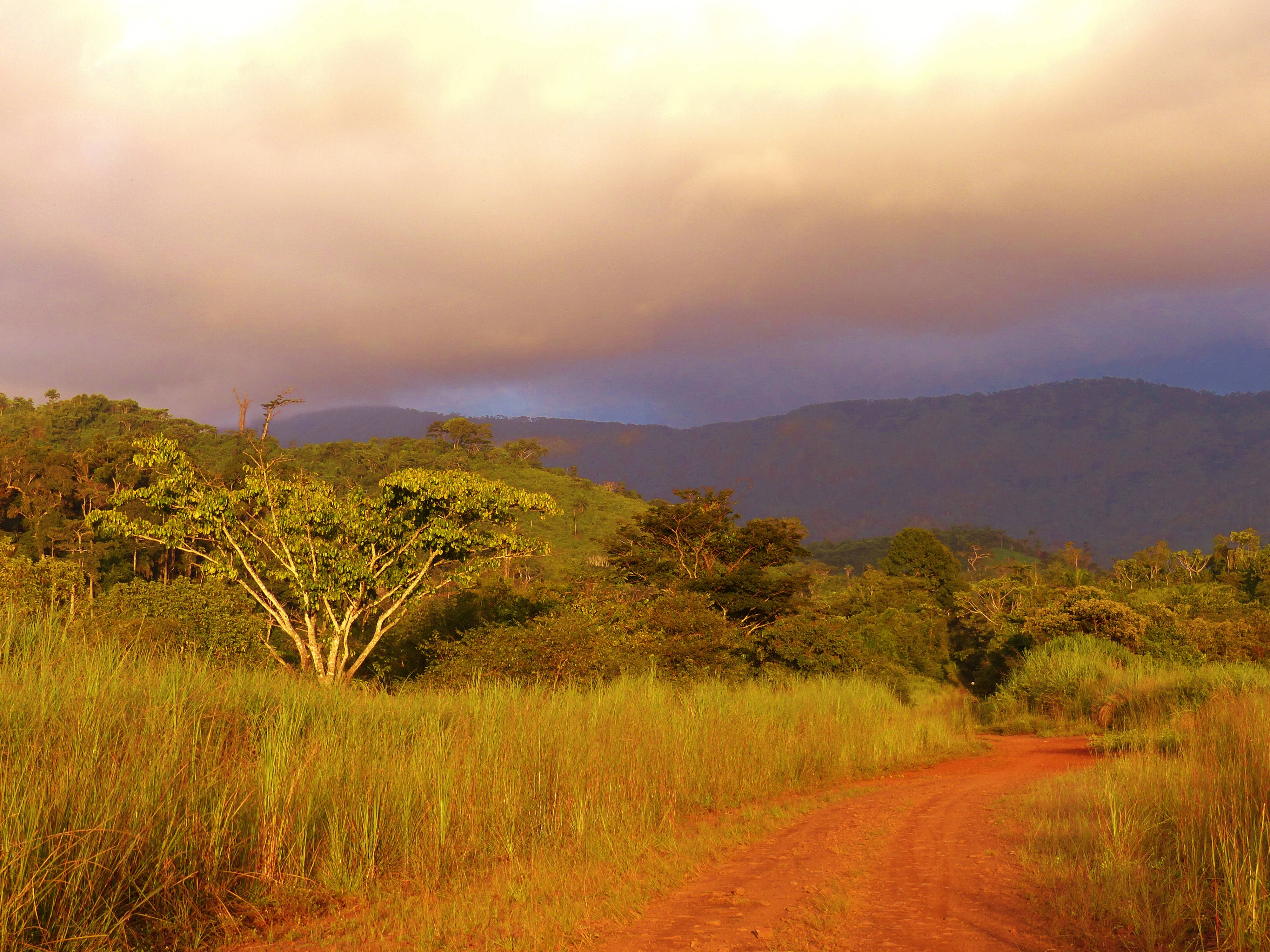 Liberia, mountain wilds, golden grasses, 4K Desktop Wallpaper