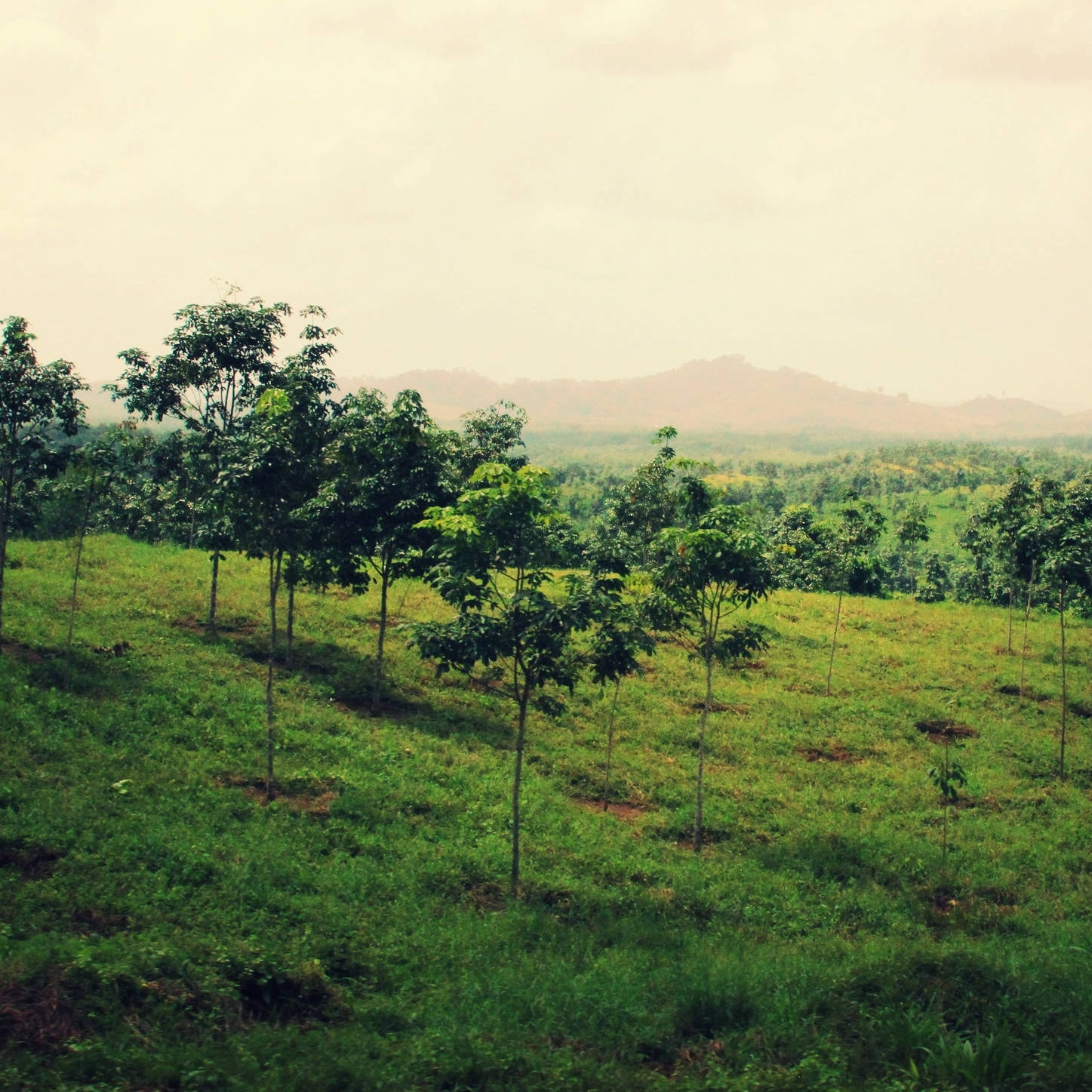Liberia, green pasture, young trees, HD Desktop Wallpaper