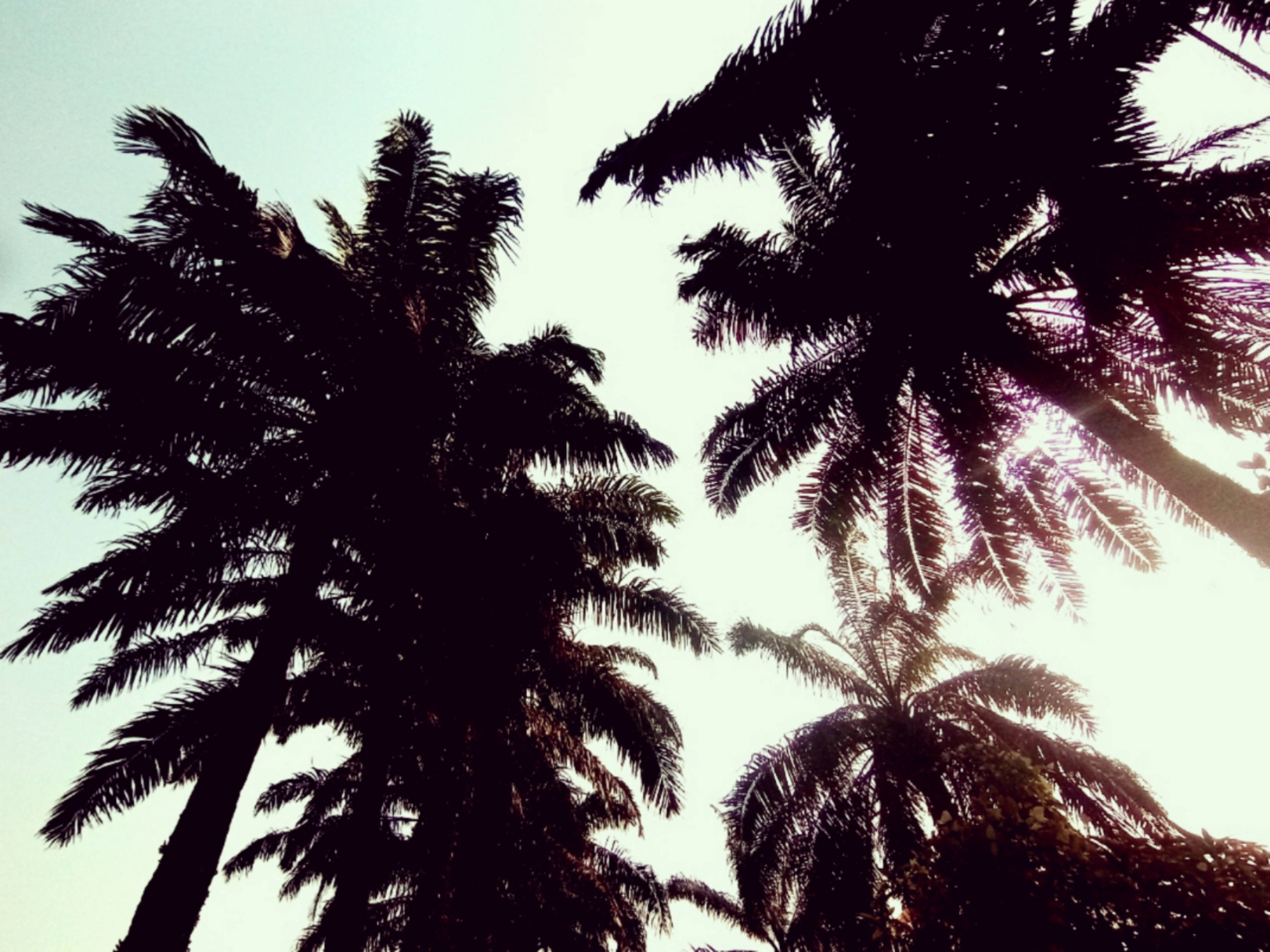 Liberia, palm trees, sky, 2K Desktop Wallpaper