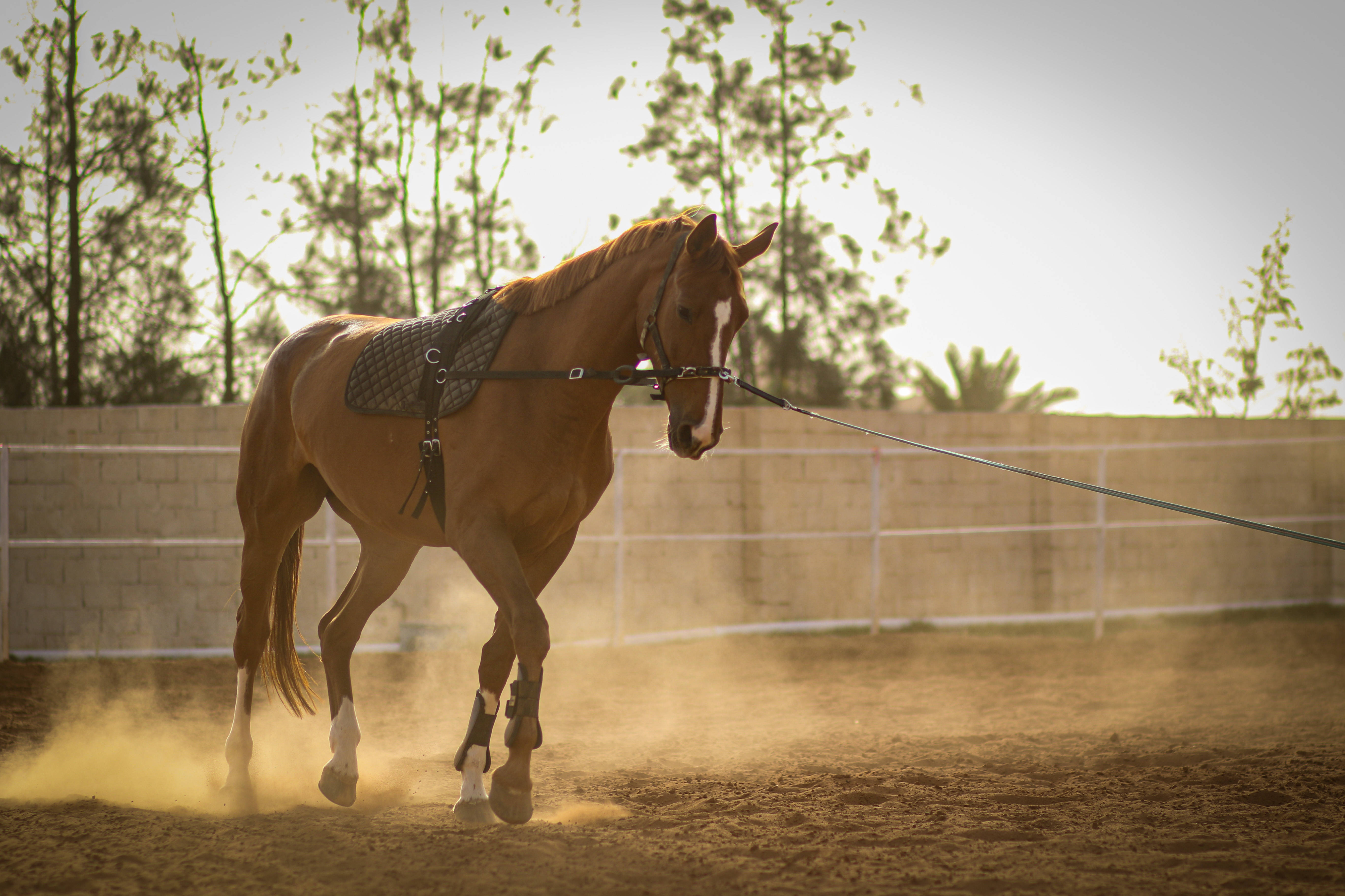 Libya, chestnut horse, white markings, 5K Desktop Wallpaper