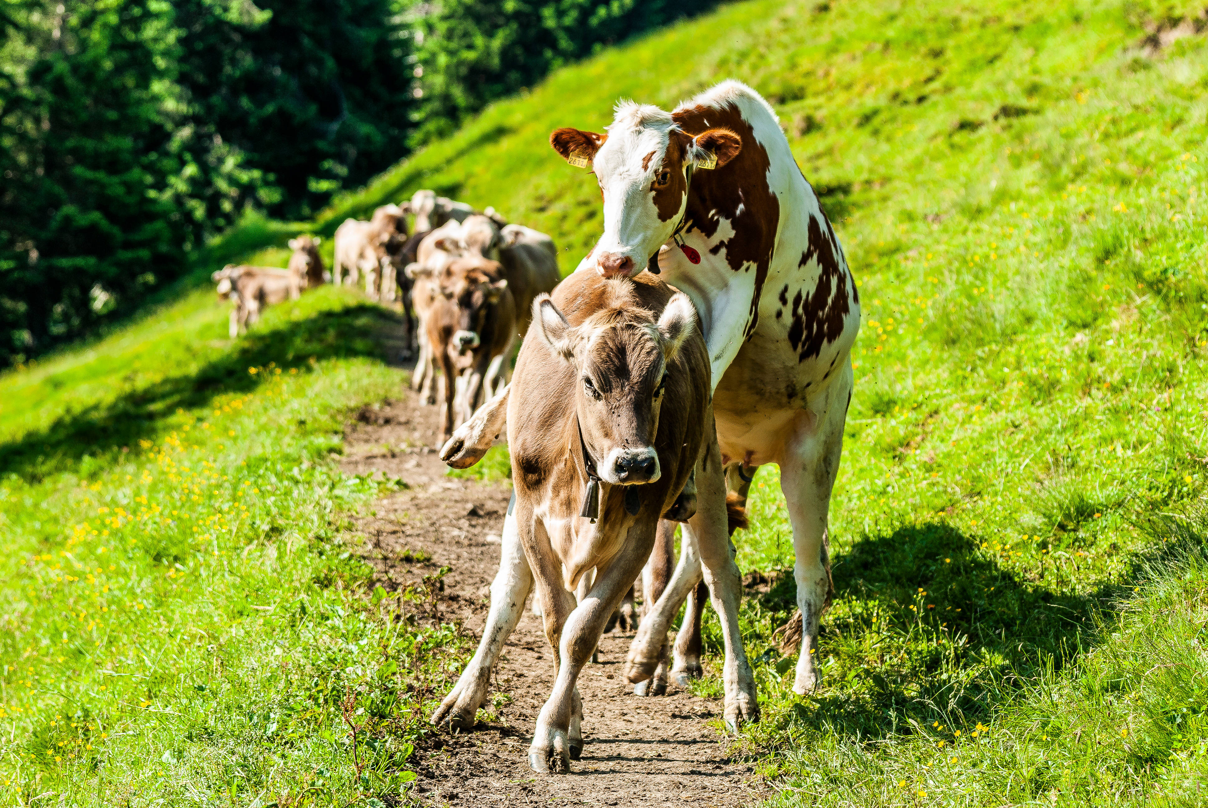 Liechtenstein, cows, dirt path, 4K Desktop Wallpaper