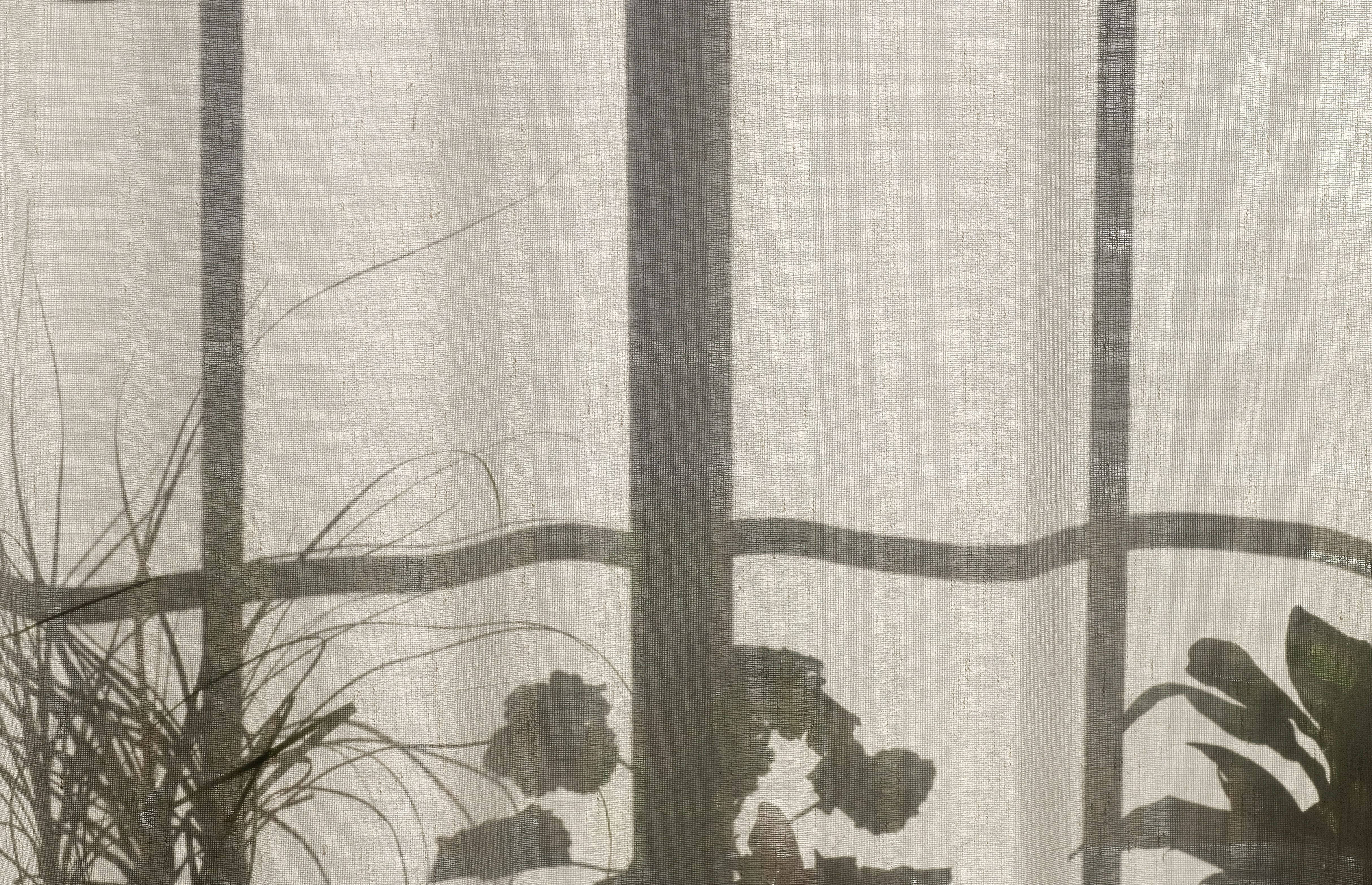 light academia, off-white curtain, leafy plants, 4K Desktop Wallpaper