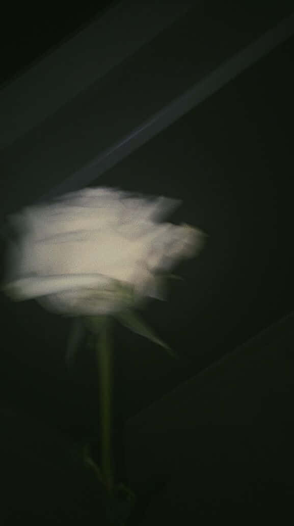 white rose, motion blur, dark background, SD Phone Wallpaper