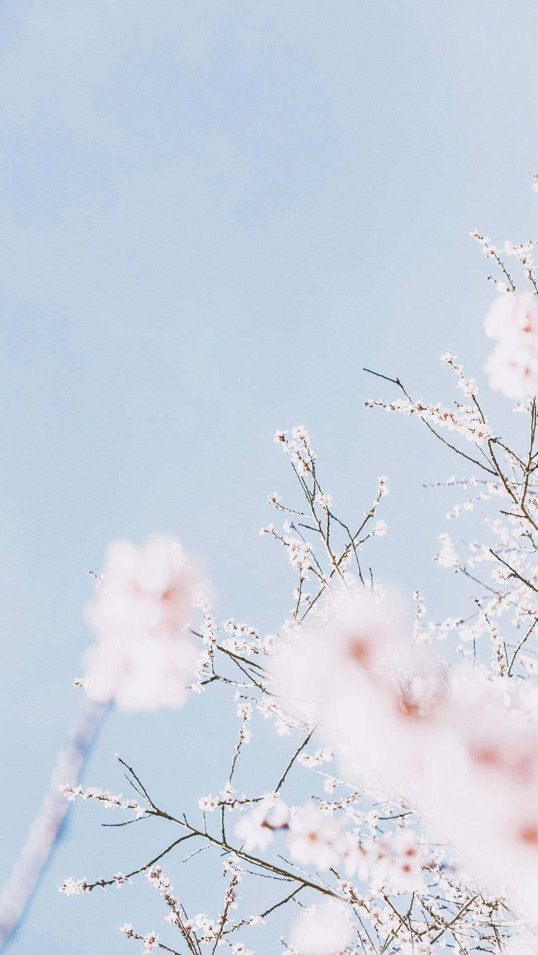 springtime serenity sky, soft pink cherry blossoms, serene pale blue sky, Full HD Phone Wallpaper