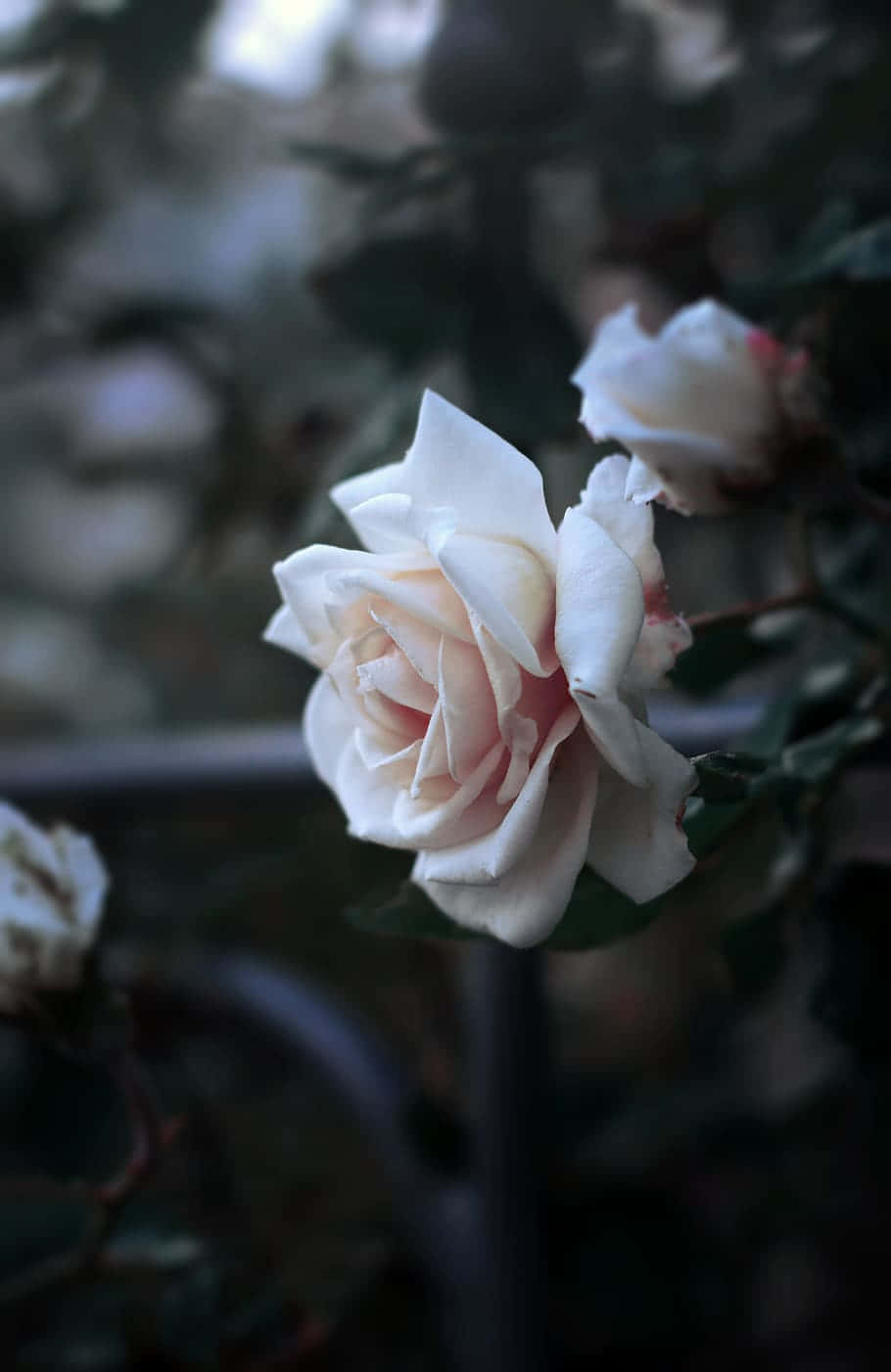 ethereal white rose garden, white rose, peach undertones, HD Phone Wallpaper