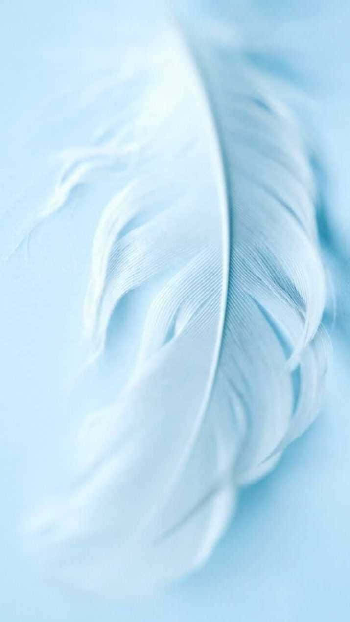 light blue marble, white feather, serene light blue background, SD Phone Wallpaper