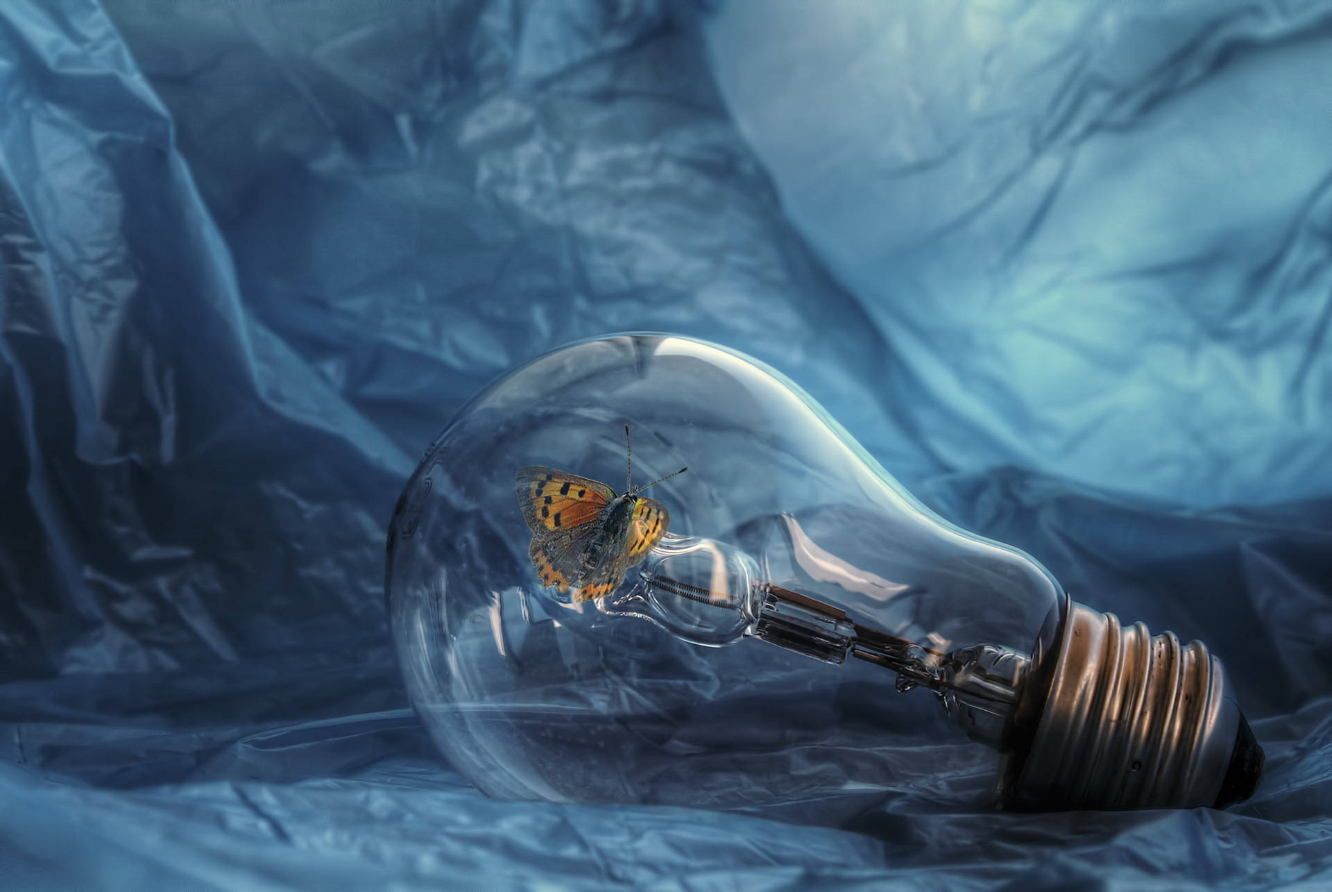 butterfly, light bulb, orange, Full HD Desktop Wallpaper