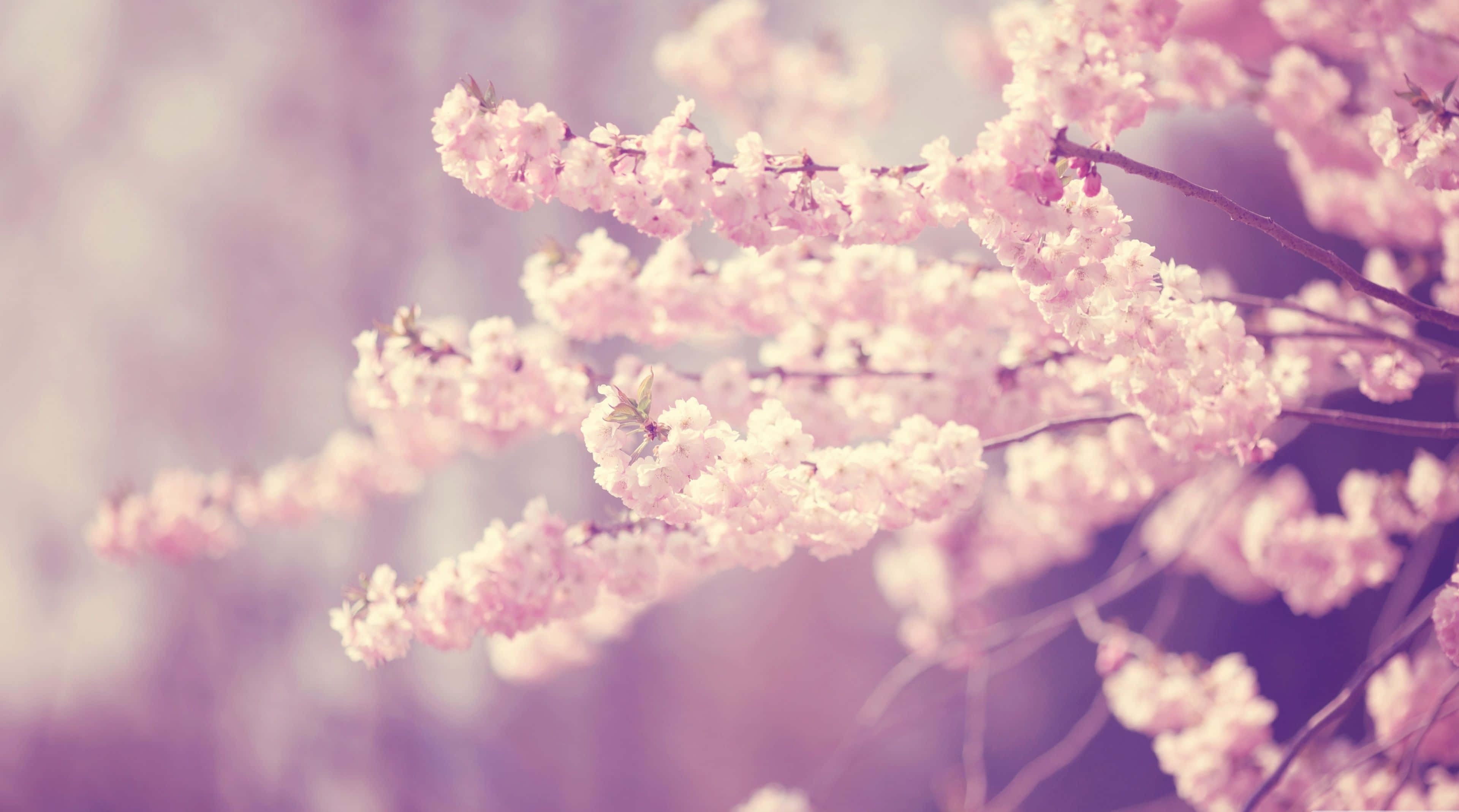 cherry blossom tree, soft pink cherry blossoms, dreamy purple haze, 4K Desktop Wallpaper