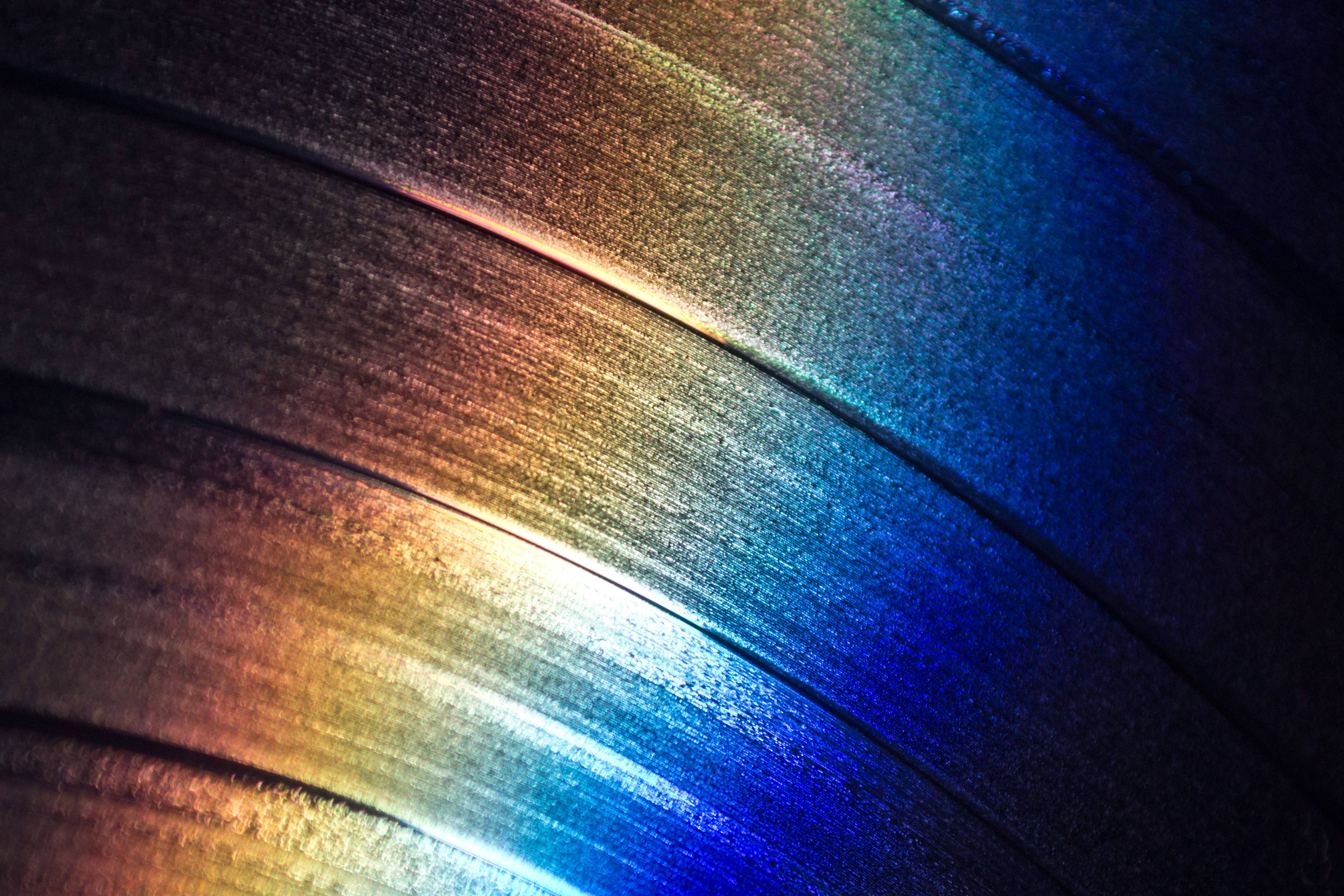 iridescent feather barbs, vibrant blue gold and orange hues, directional light, 4K Desktop Wallpaper