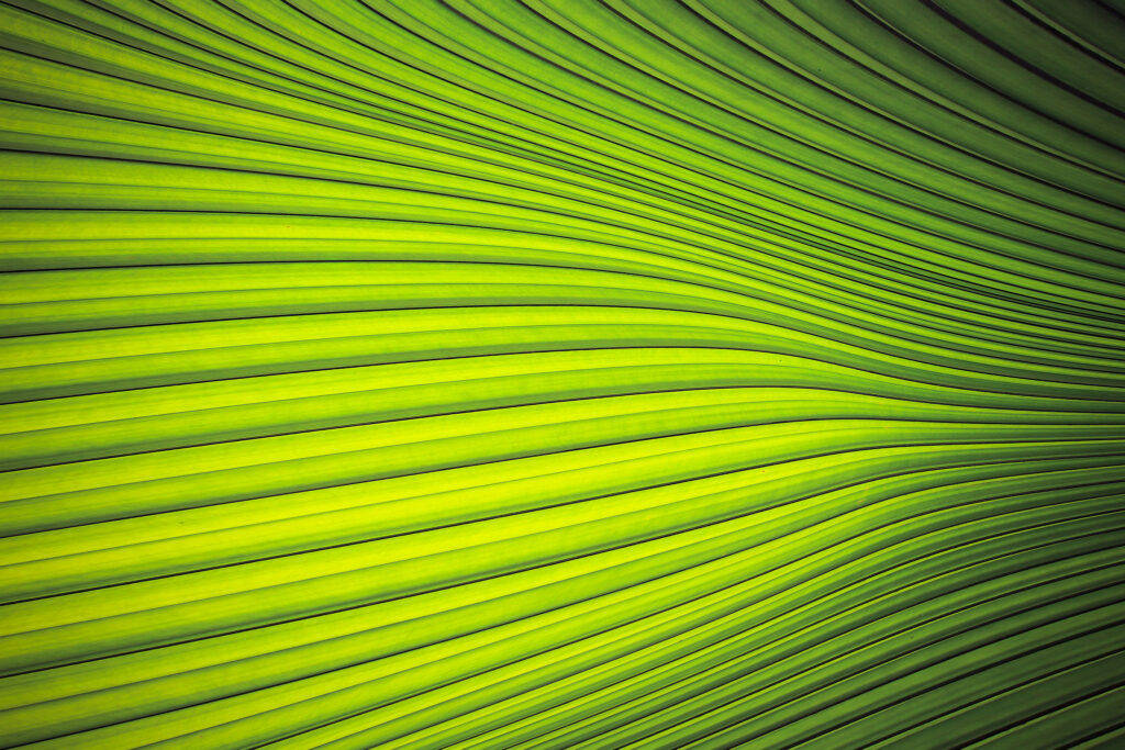 light green plain, striped waves, vibrant green, SD Desktop Wallpaper
