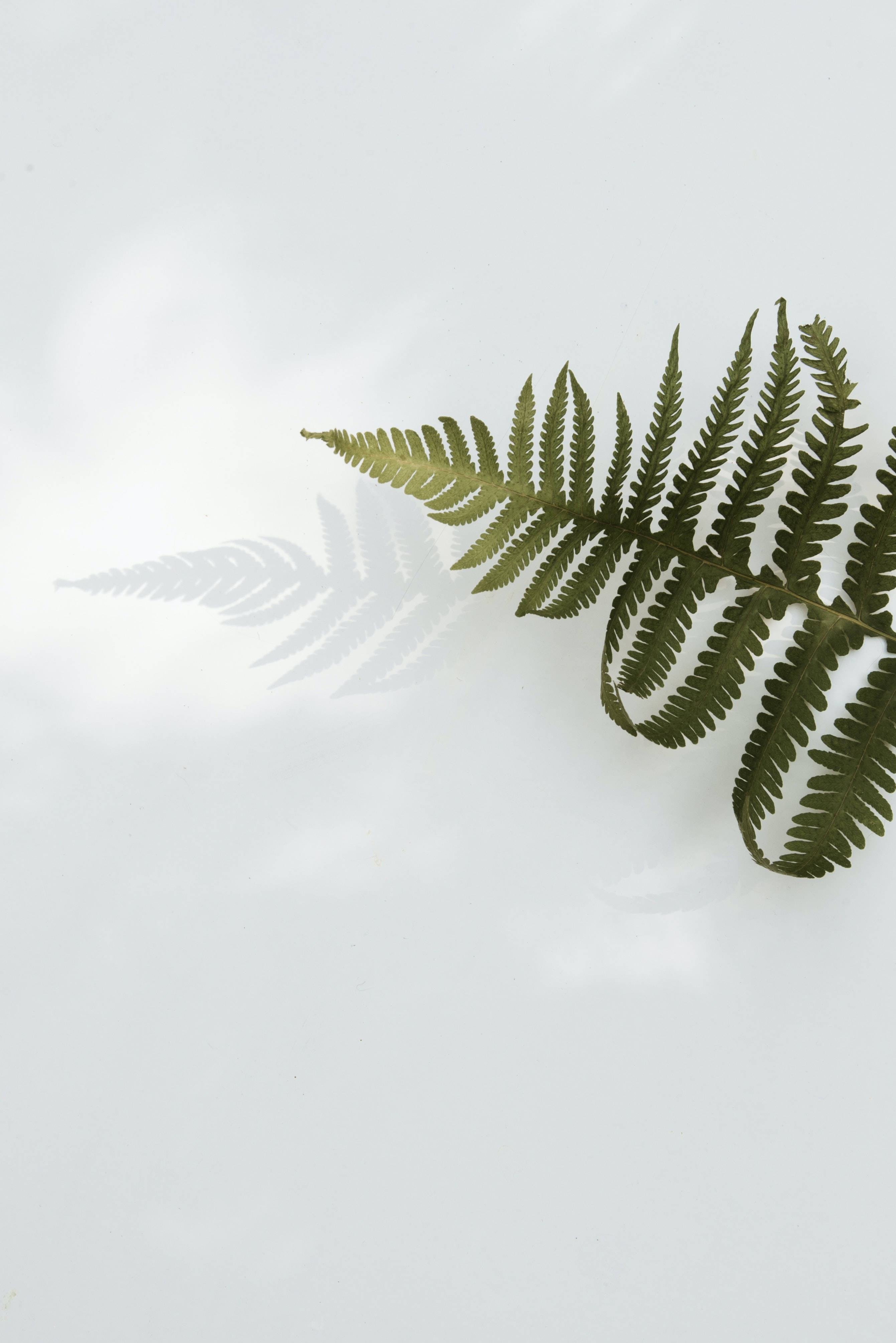light green, white surface, green fern leaf, 4K Phone Wallpaper