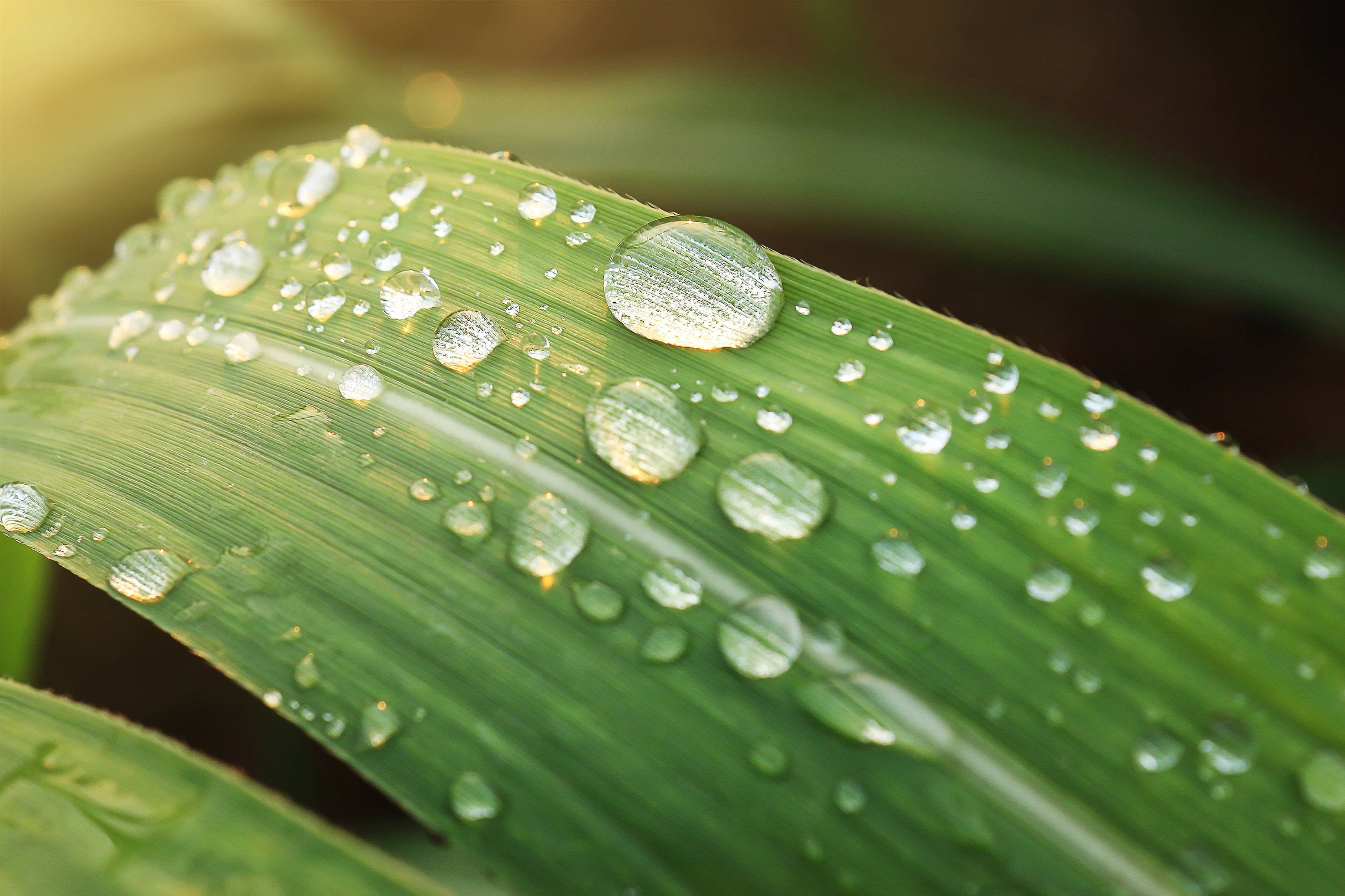 Light Green Plain, vibrant green leaf, glistening water droplets, 2K Desktop Wallpaper