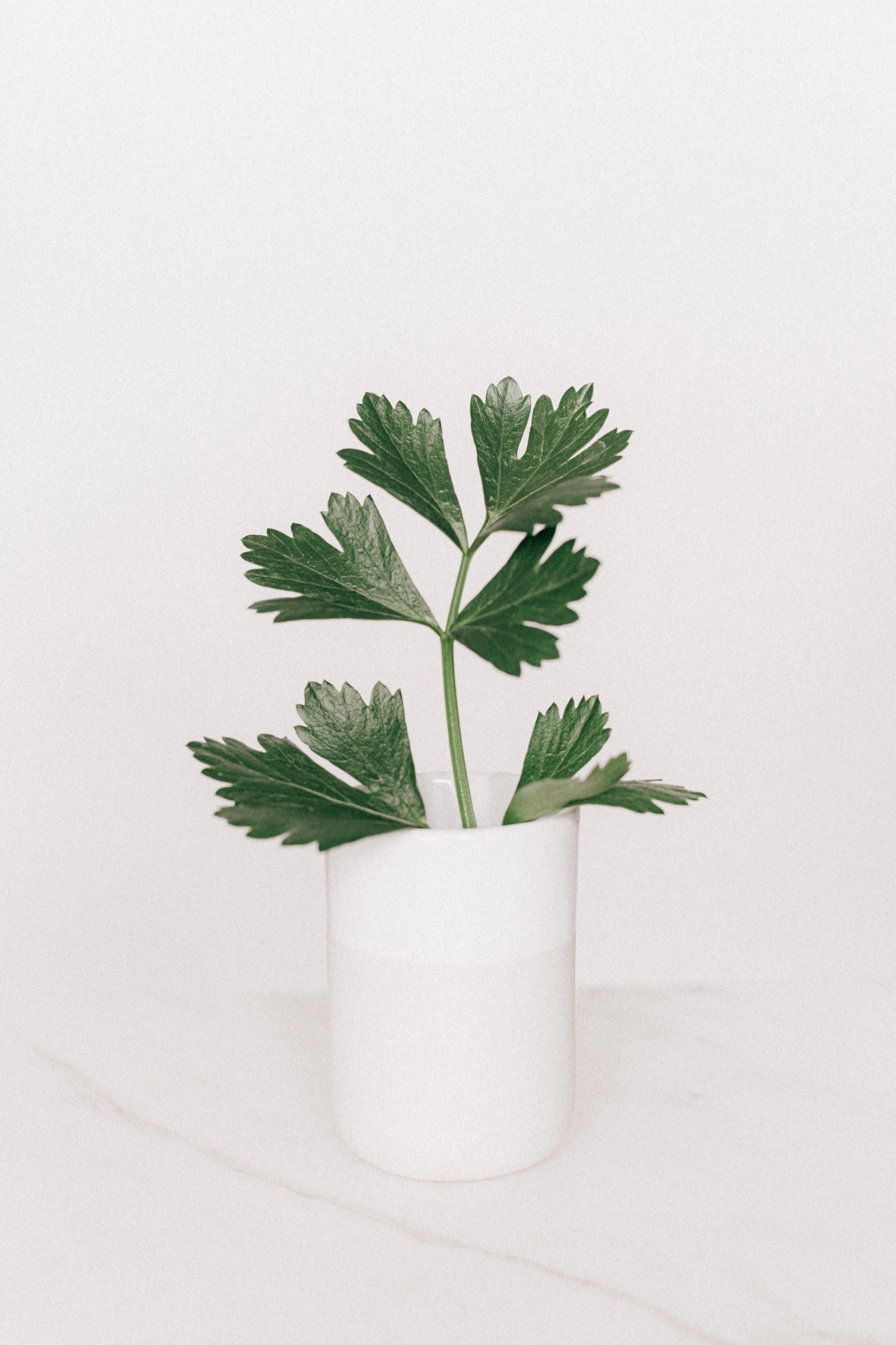 vibrant green parsley sprig, minimalist white ceramic vase, clean white background, 5K Phone Wallpaper