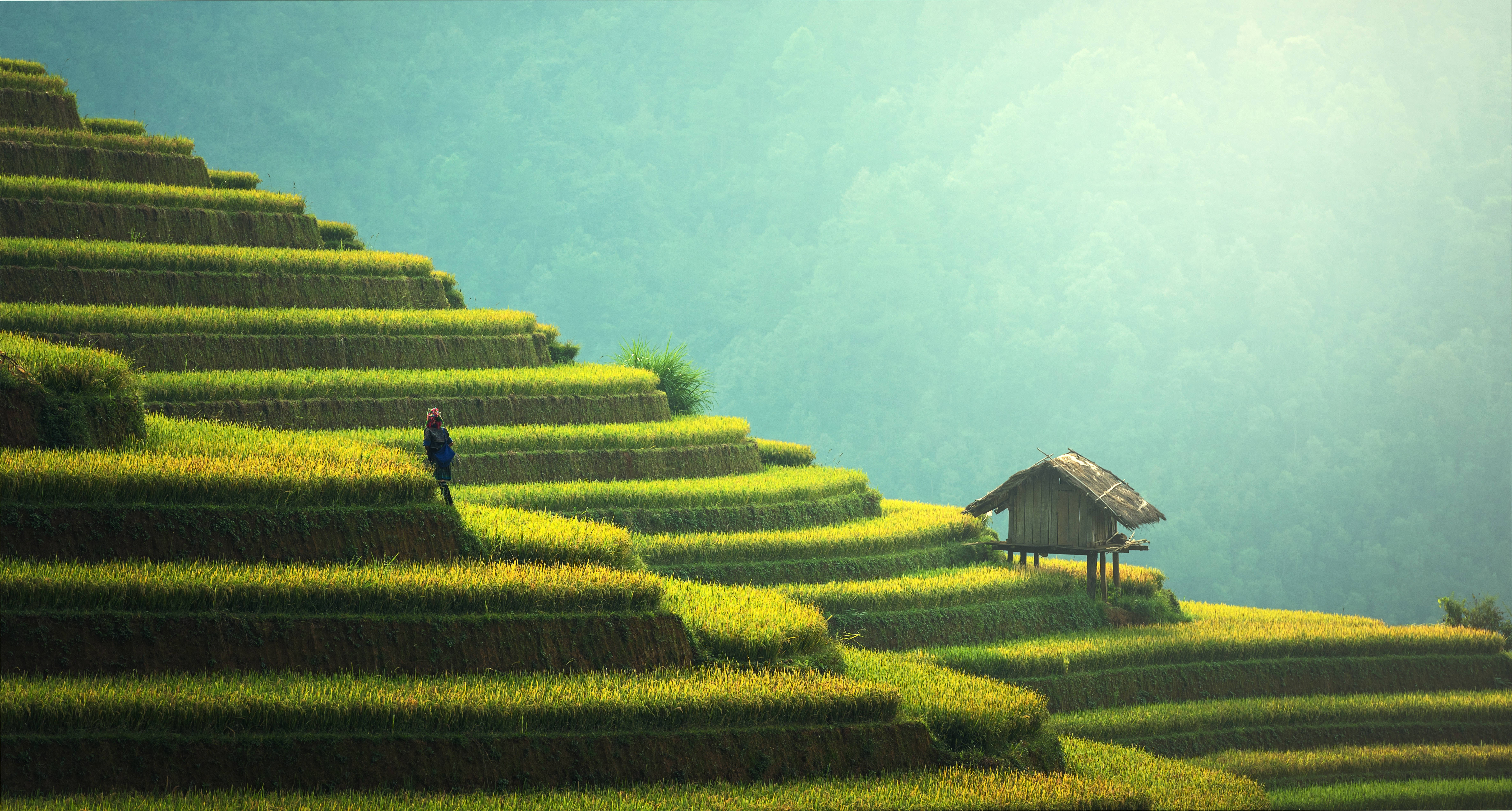 Subtle Green Serenity, sunlit golden rice terraces, rustic hut, 5K Desktop Wallpaper