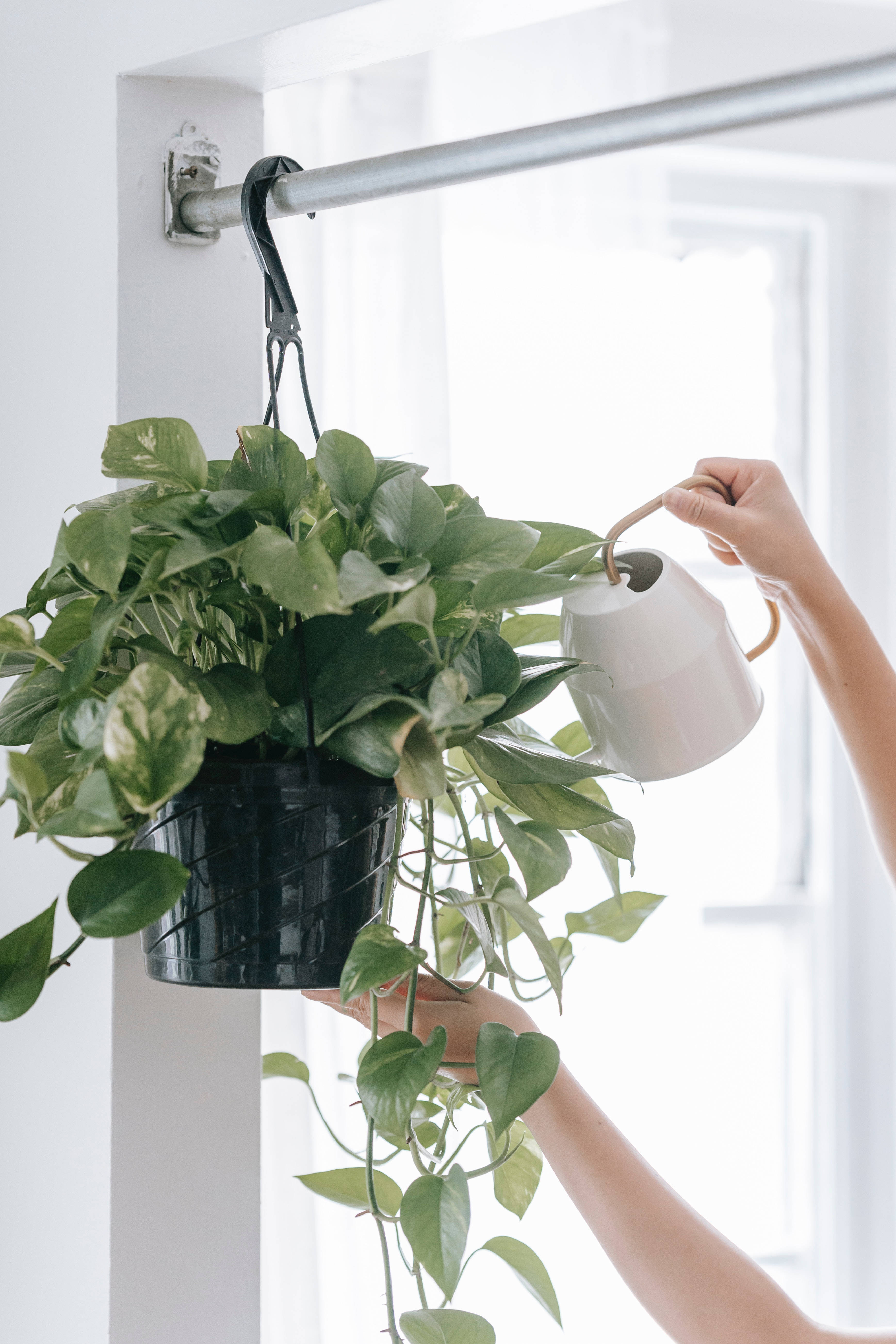 light green, pothos plant, metal rod, 5K Phone Wallpaper