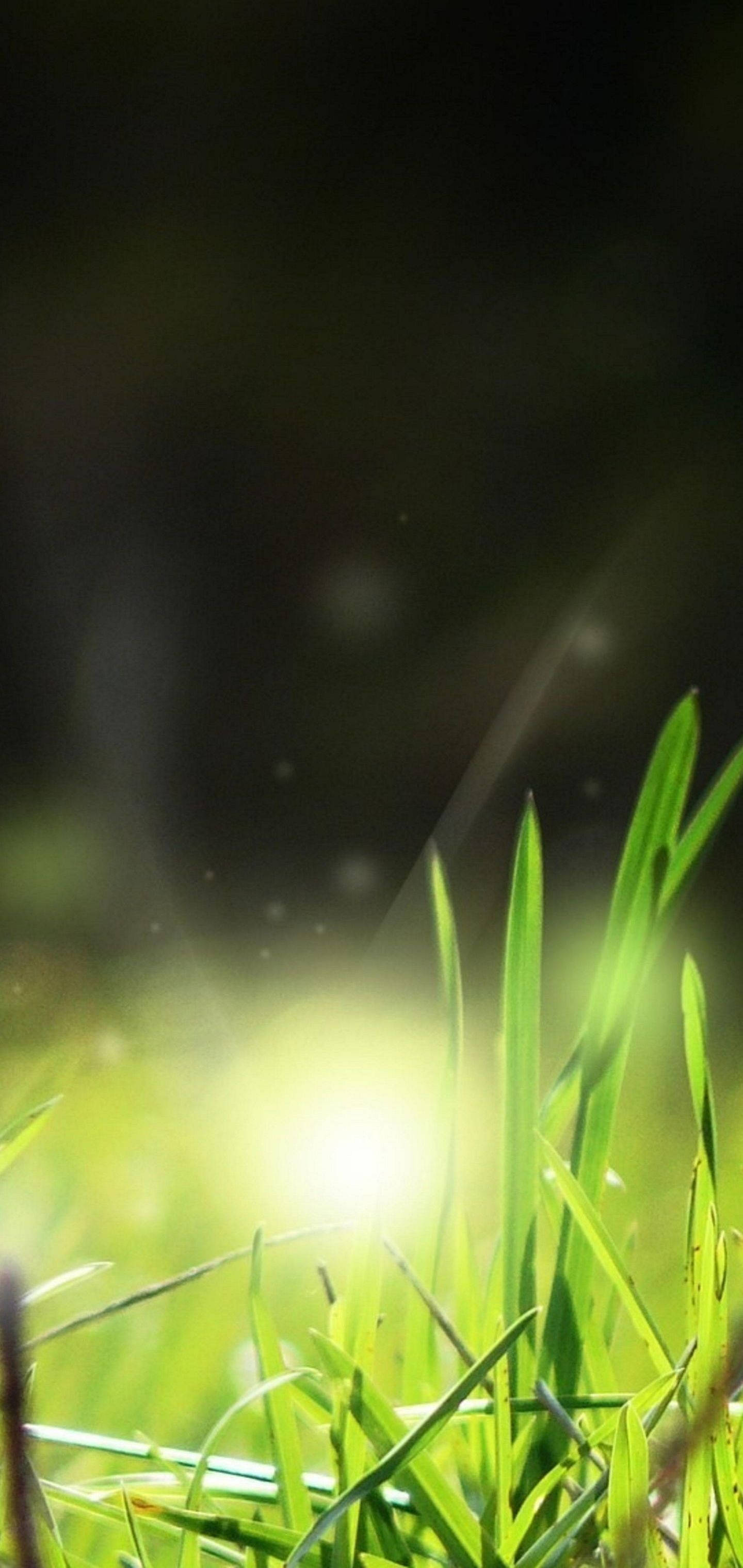 Light Green, vibrant green grass, sunlight beams, 2K Phone Wallpaper