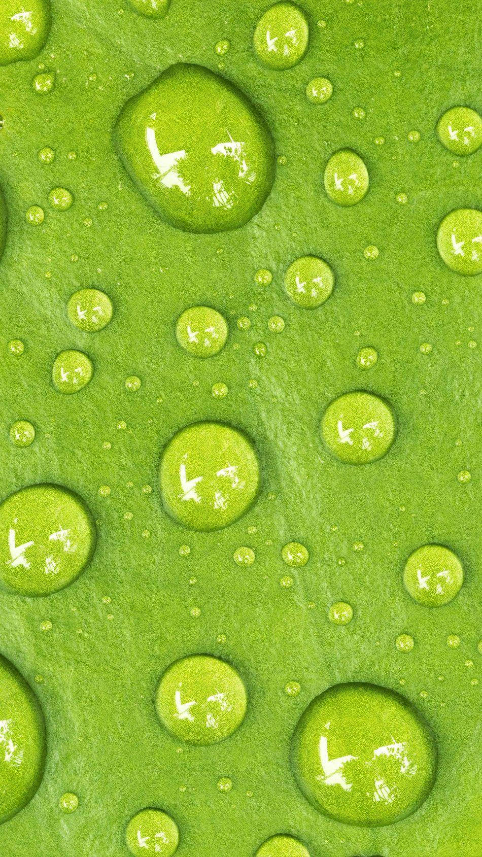 light green leaf, water droplets, vibrant green, HD Phone Wallpaper