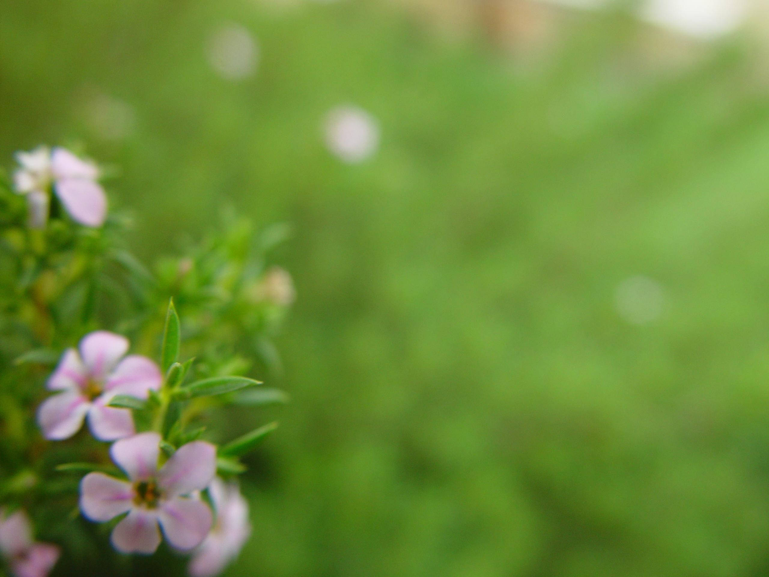 light green, pink flowers, yellow centers, 2K Desktop Wallpaper