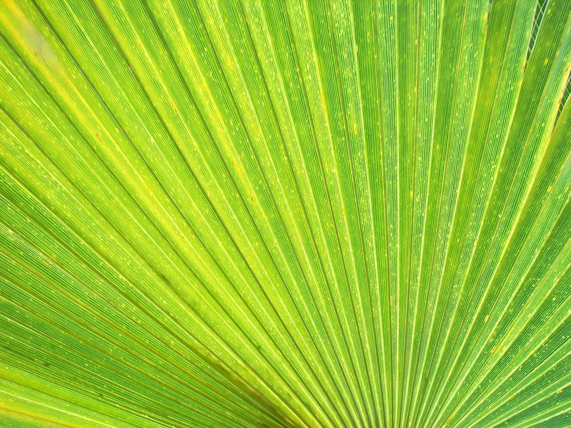 light green leaf, palm leaf, radiating veins, Full HD Desktop Wallpaper
