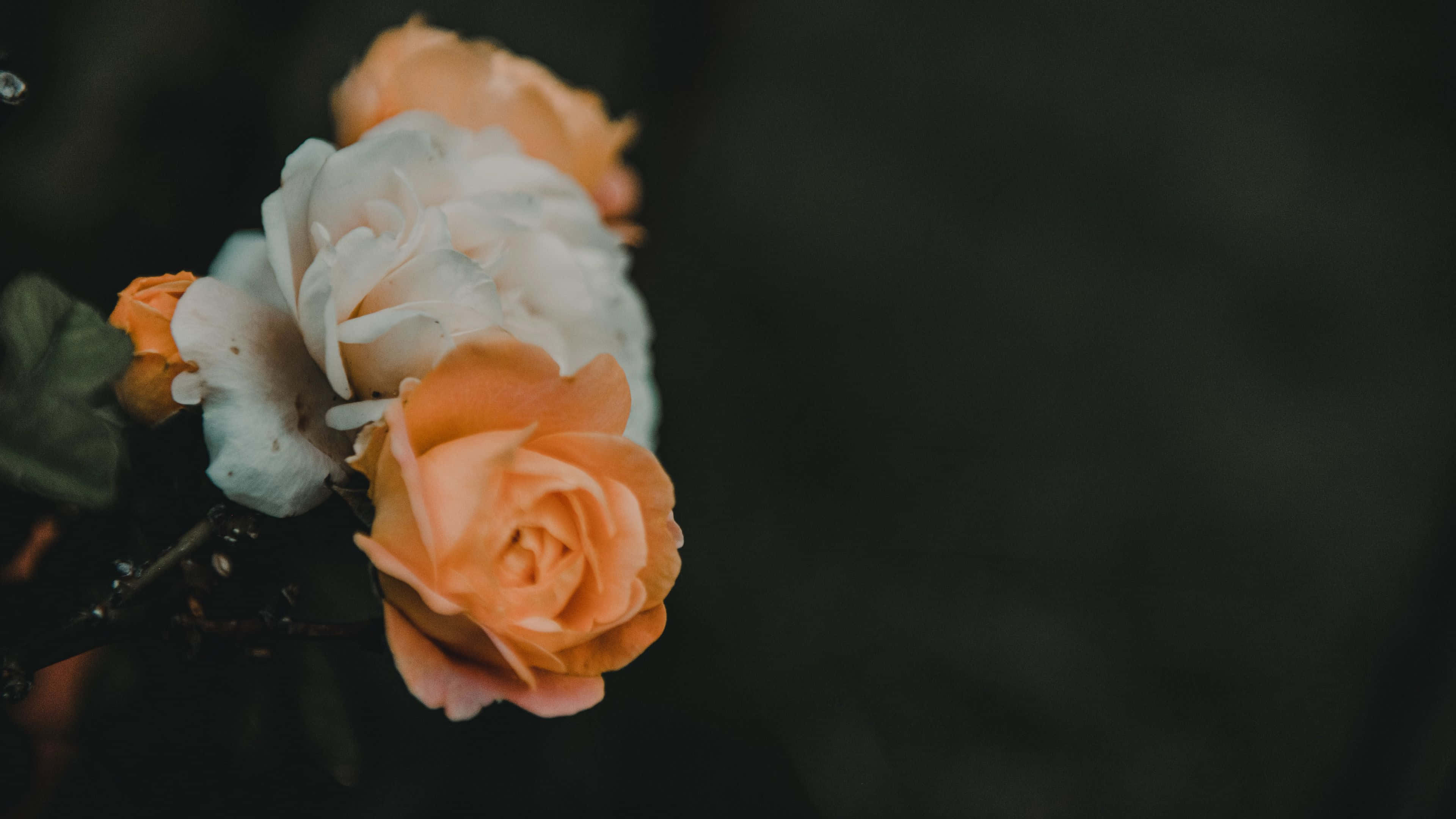 Light Orange Roses, dark blurred background, soft peach, 4K Desktop Wallpaper