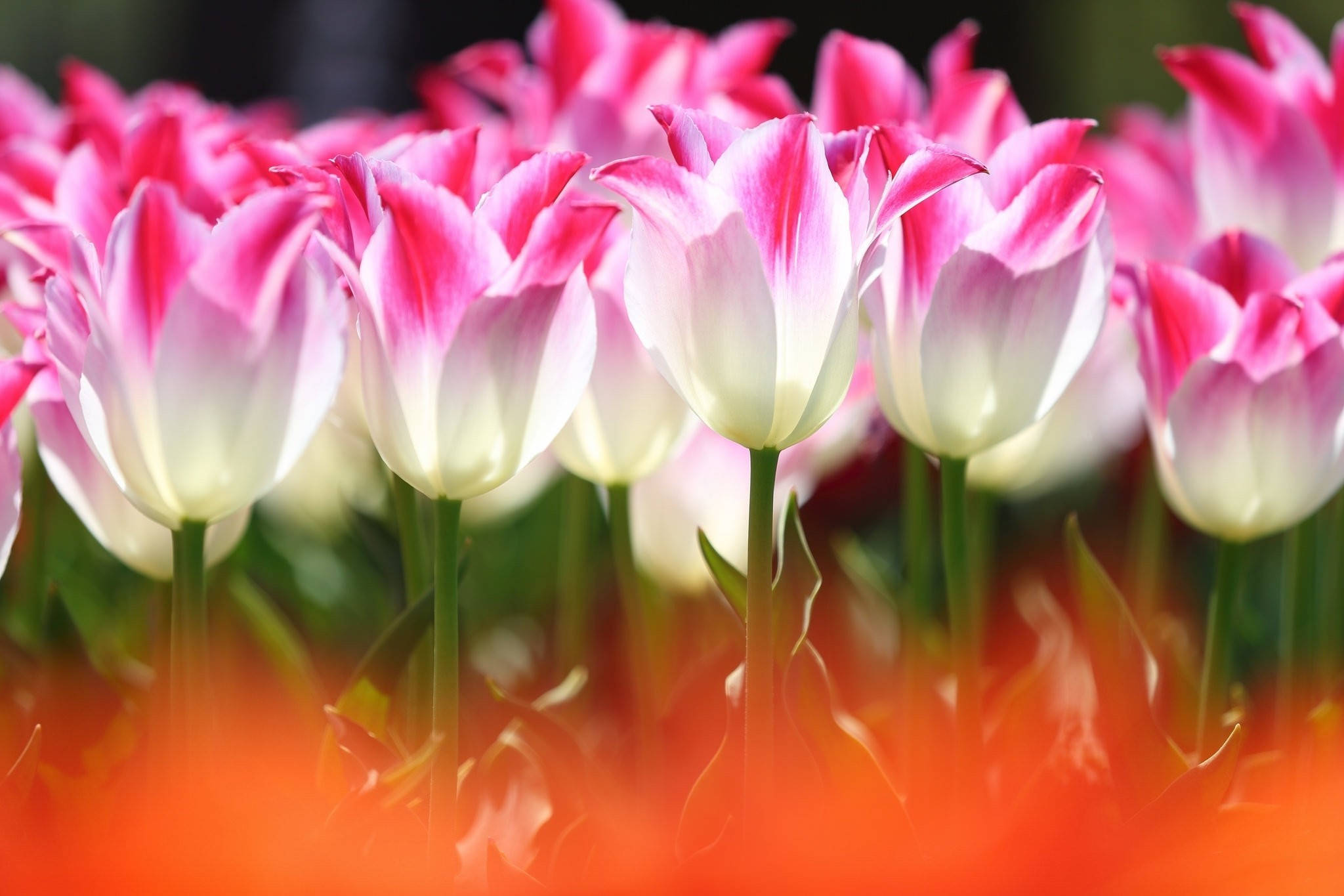 pink tulips, white tulips, vibrant field, Full HD Desktop Wallpaper