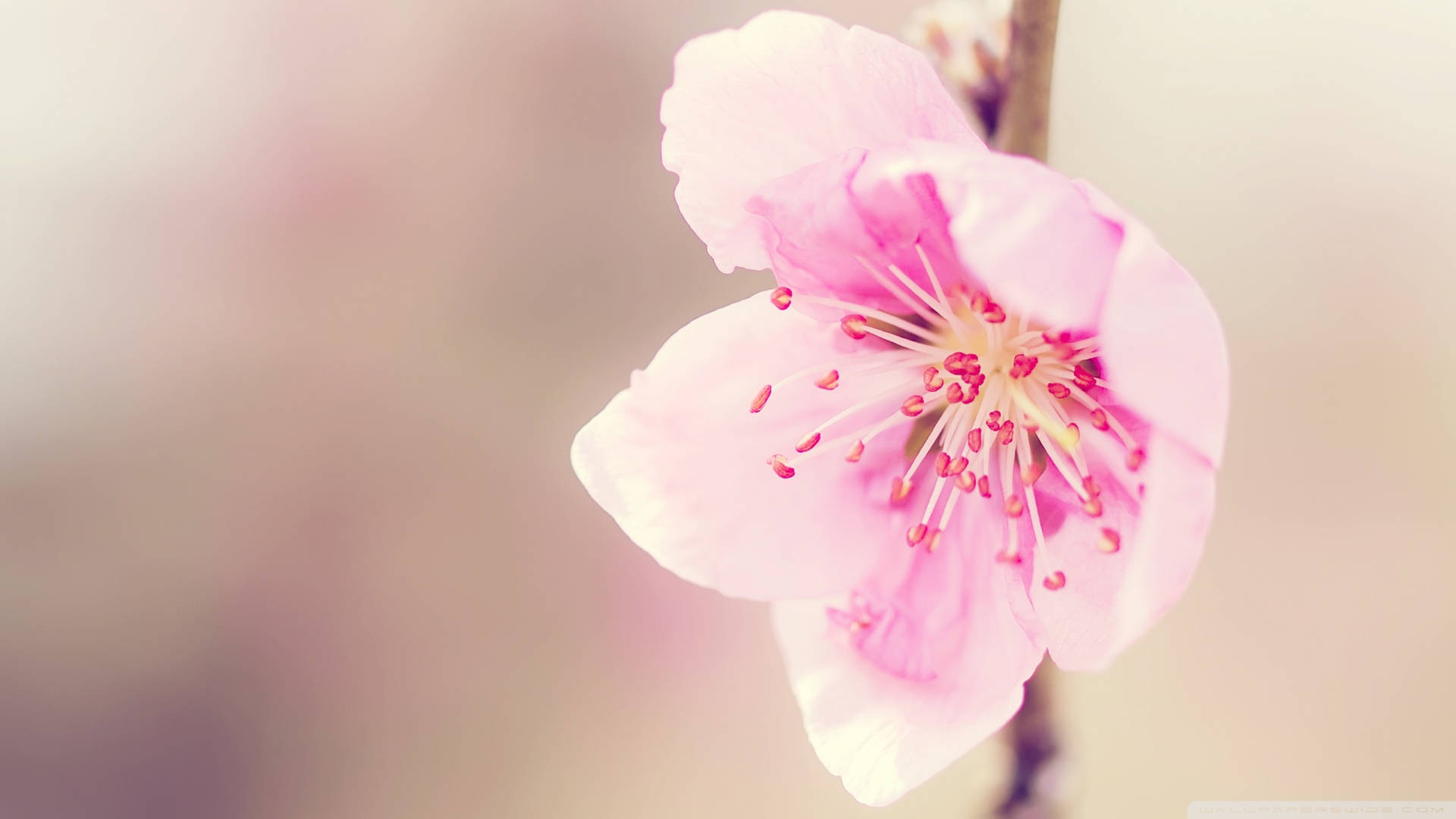 light pink aesthetic, cherry blossom, stamens, Full HD Desktop Wallpaper