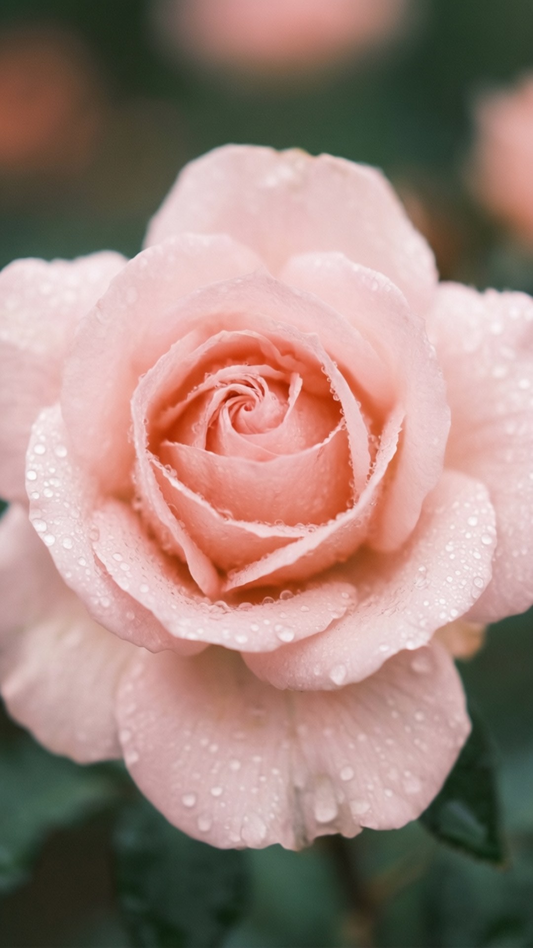 dewy pink rose, soft pink rose, dew drops, Full HD Phone Wallpaper