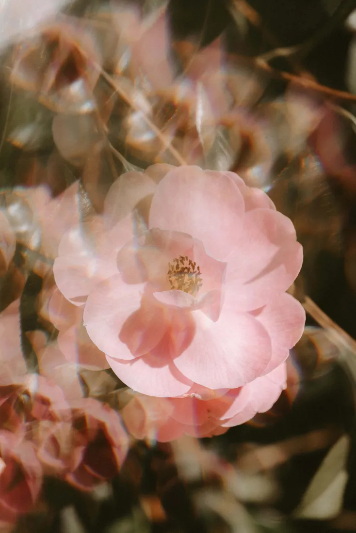 Light Pink Floral iPhone