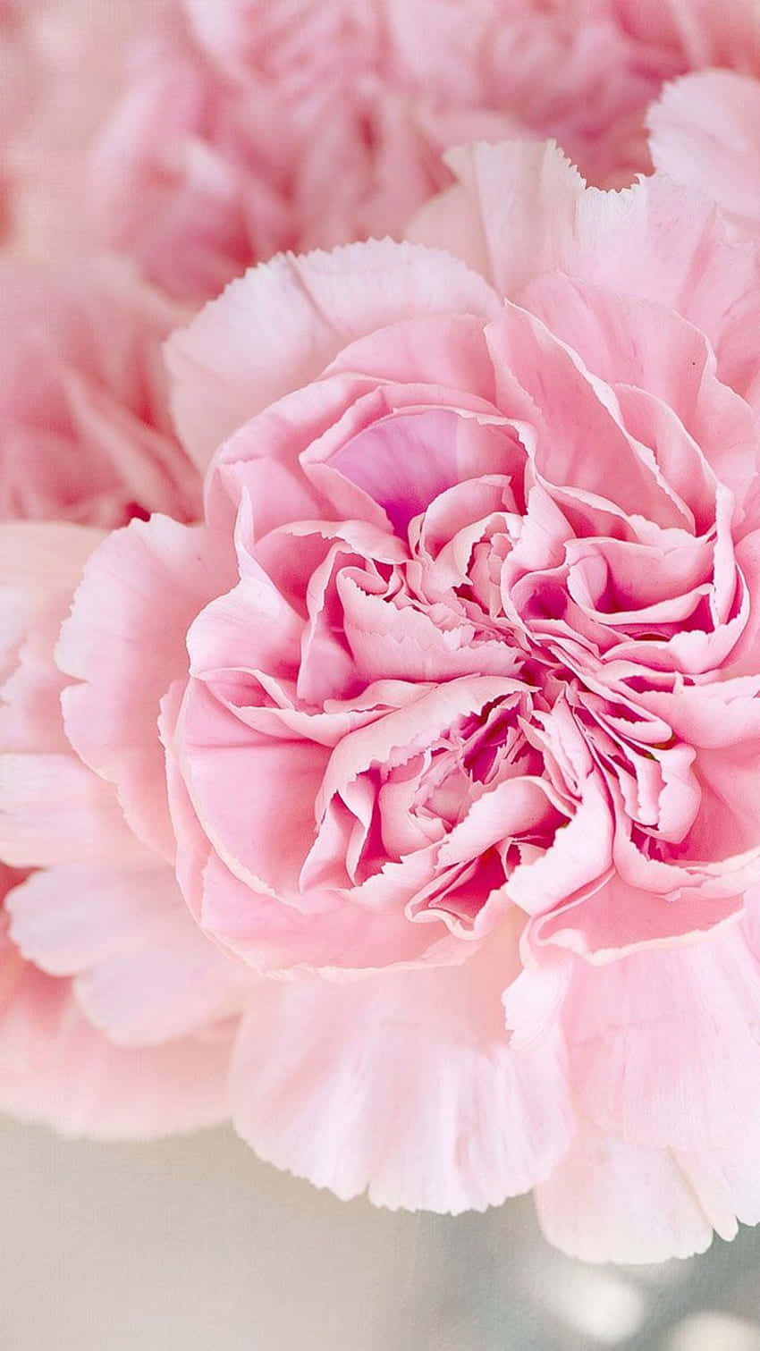 light pink floral iPhone, soft pink carnations, delicate ruffled petals, HD Phone Wallpaper