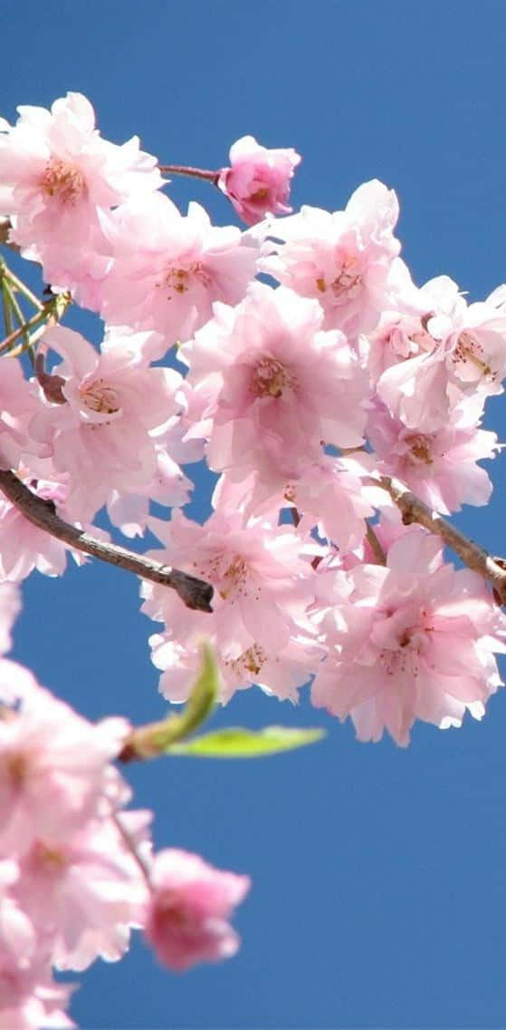 Light Pink Floral iPhone, pink cherry blossoms, clear blue sky, SD Phone Wallpaper
