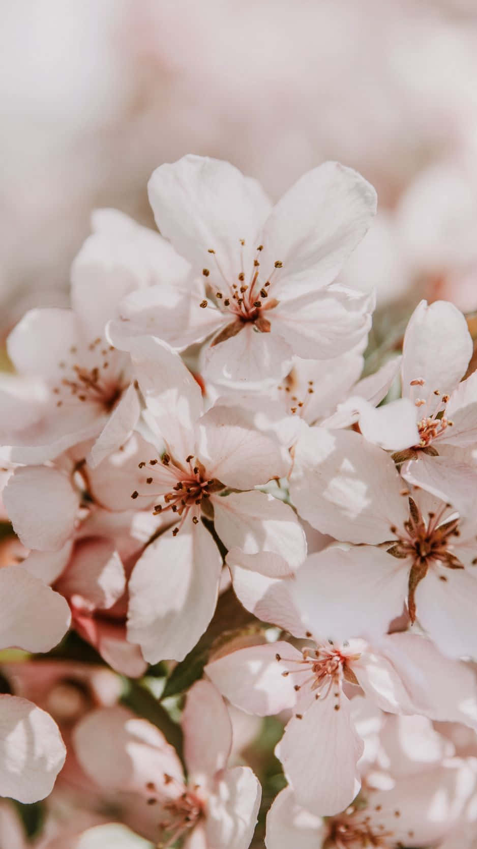 light pink floral iPhone, soft pink cherry blossoms, sunlit close-up, HD Phone Wallpaper
