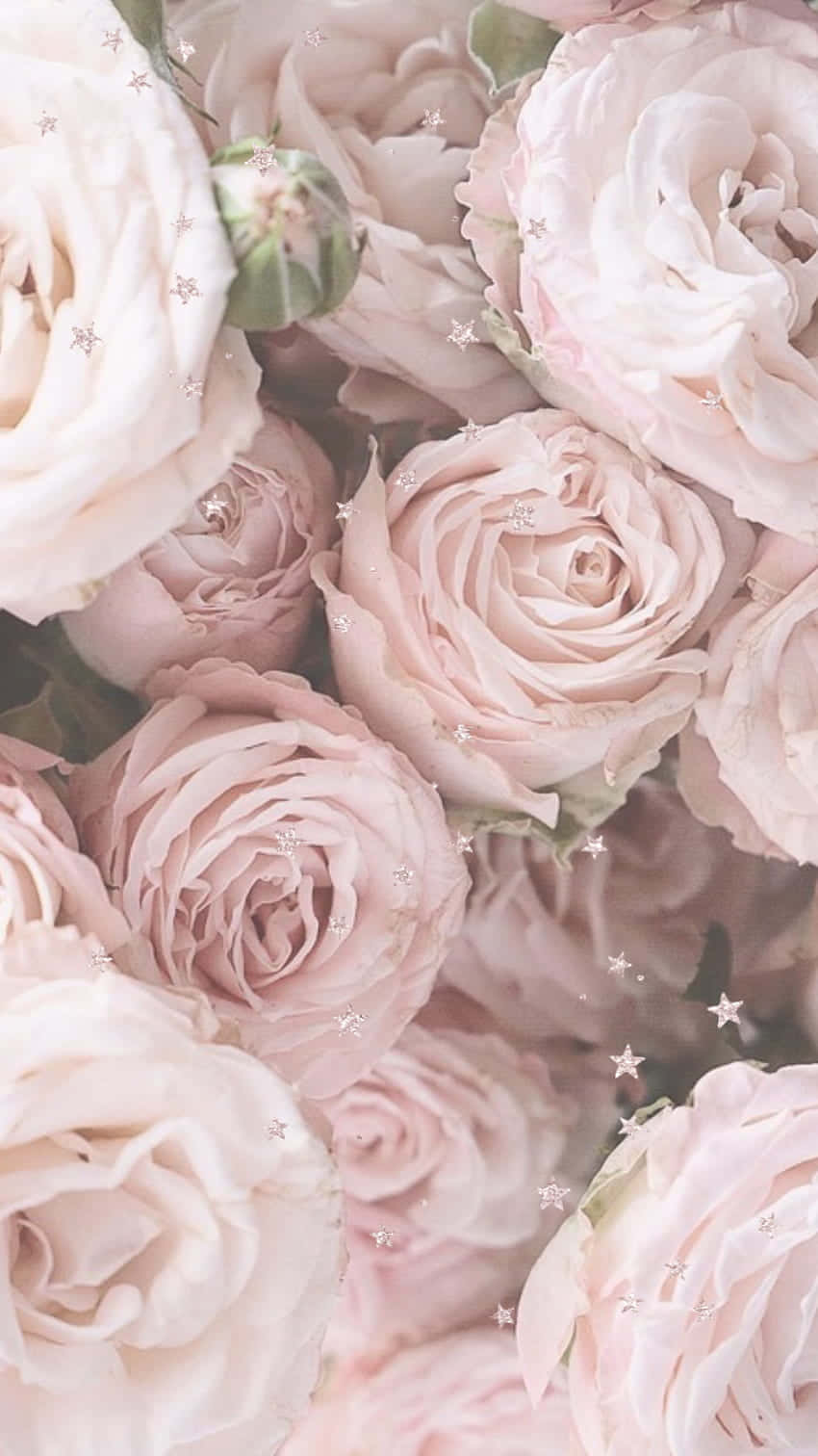 Light Pink Floral iPhone, pastel pink, rose bouquet, HD Phone Wallpaper