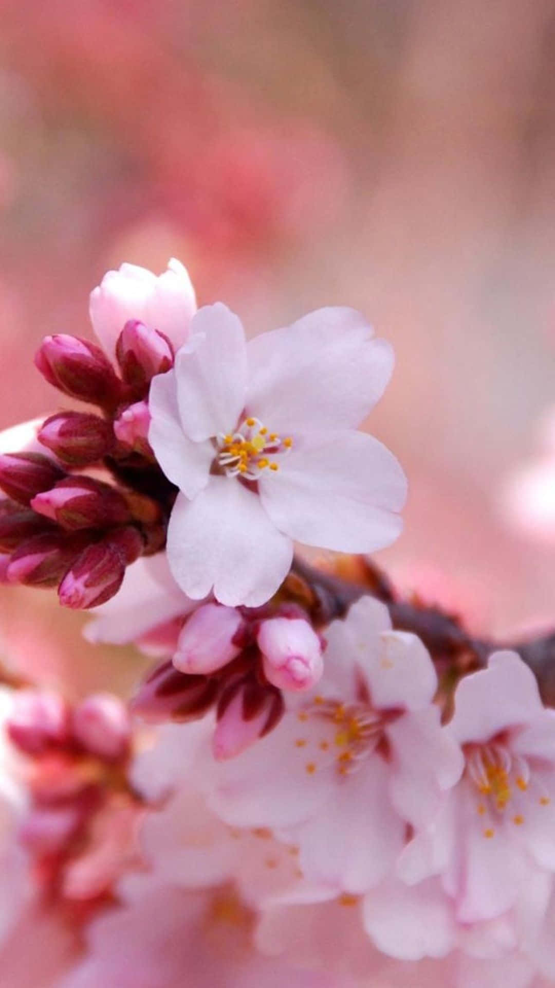 light pink floral iPhone, soft pink cherry blossoms, yellow stamens, Full HD Phone Wallpaper