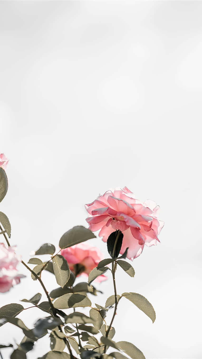 light pink floral, iPhone, soft pink rose, HD Phone Wallpaper