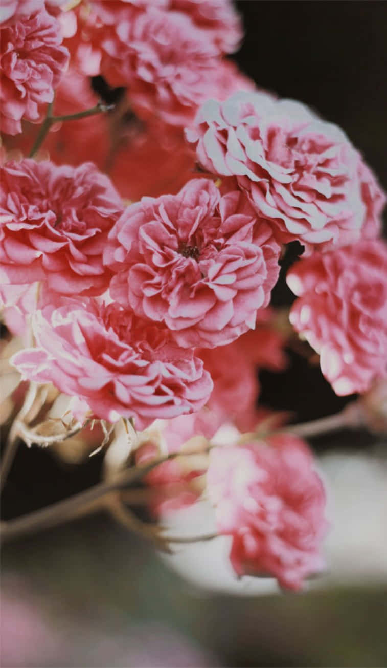light pink floral iPhone, pink roses, layered petals, HD Phone Wallpaper