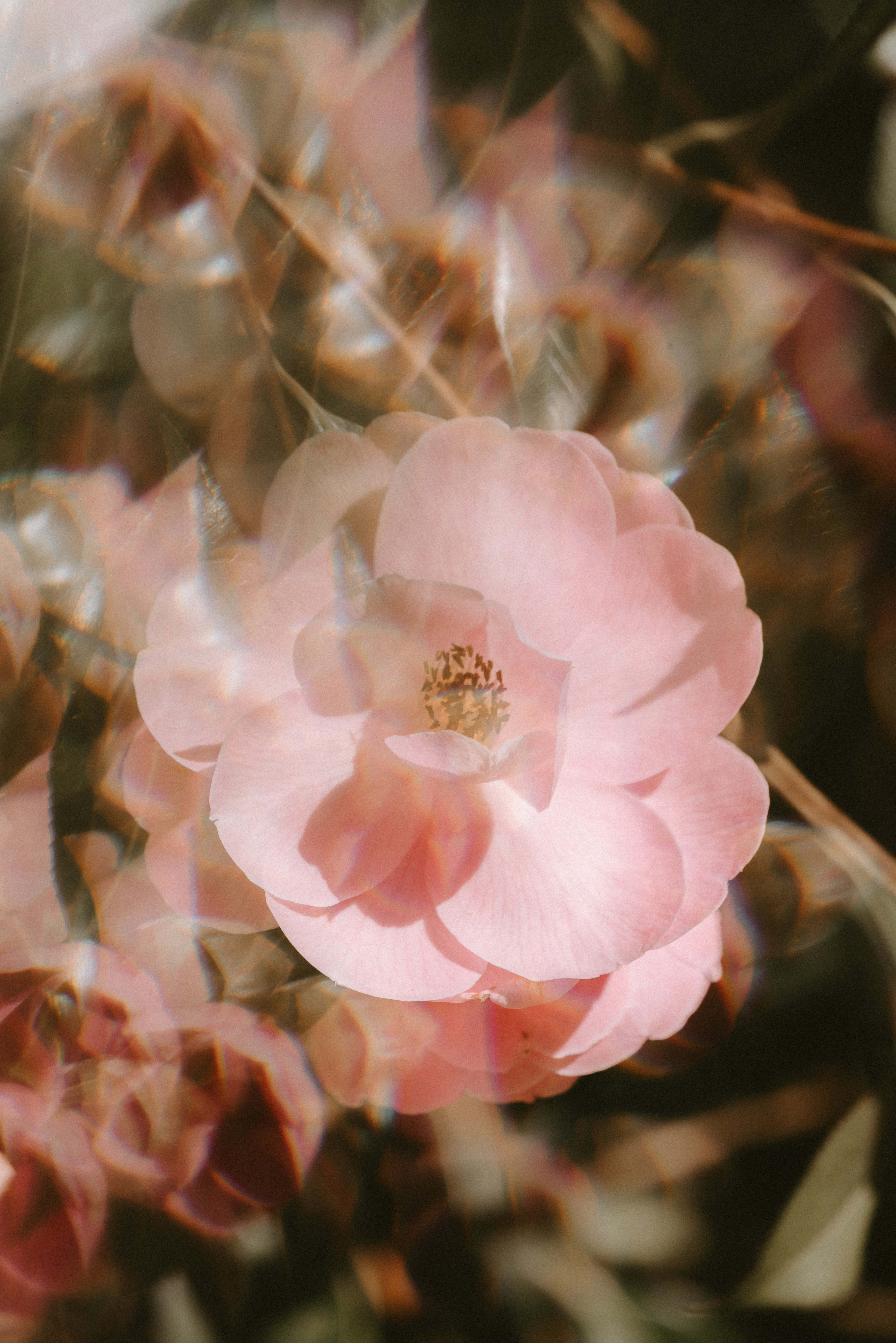 Light Pink Floral iPhone, soft pink flower, warm sunlight, 8K Phone Wallpaper