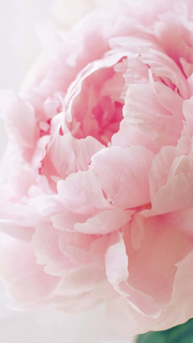 light pink floral iPhone, pink peony, layered petals, SD Phone Wallpaper