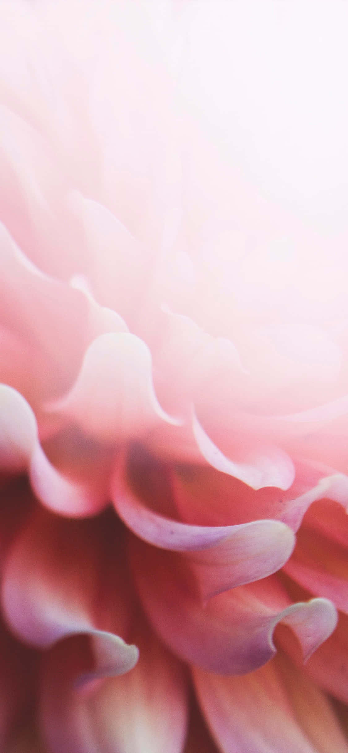 light pink floral iPhone, soft pink dahlia petals, bright diffused background, Full HD Phone Wallpaper