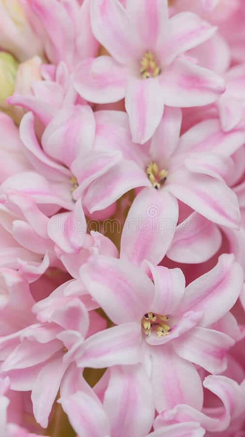 pink hyacinth flowers, white stripes, yellow centers, SD Phone Wallpaper