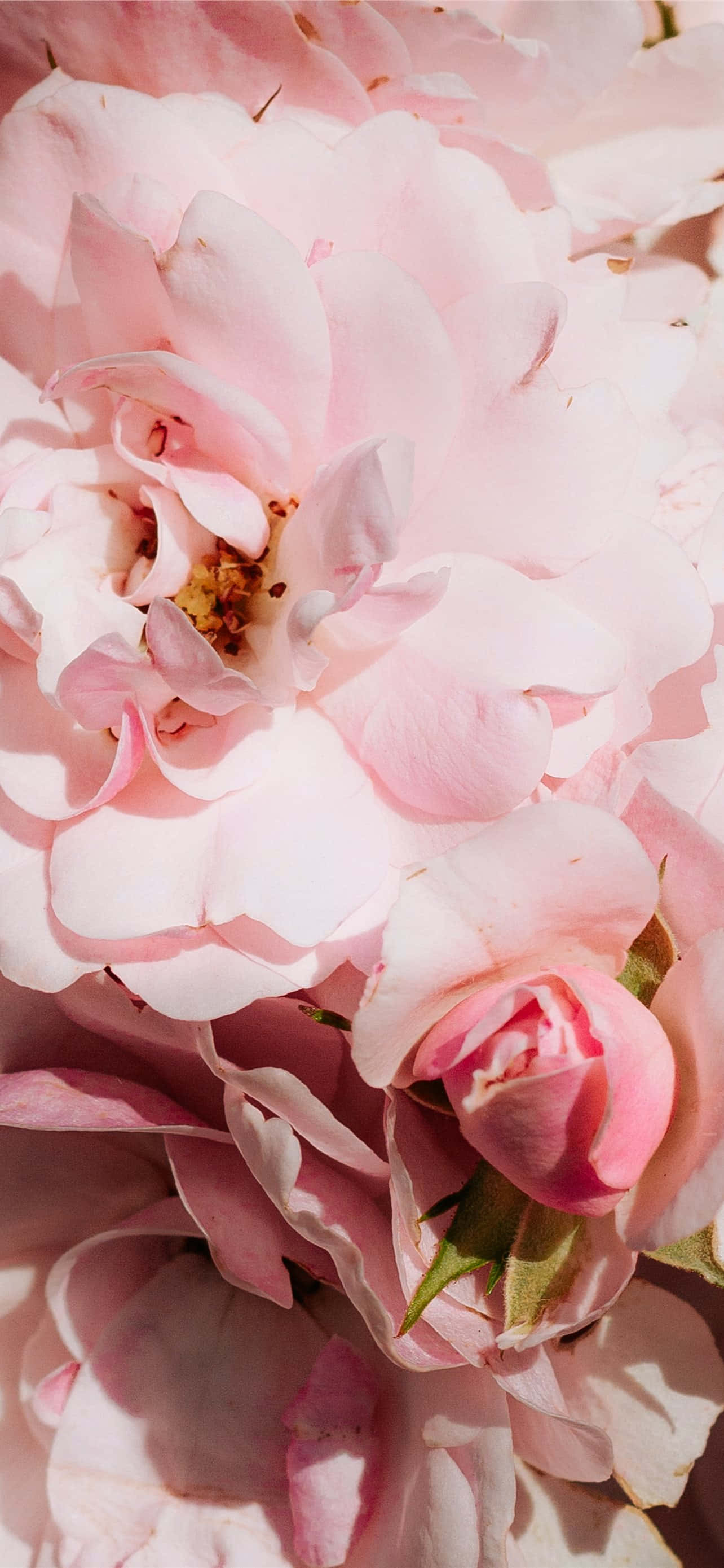 light pink floral iPhone, soft pink roses, delicate petals, 2K Phone Wallpaper