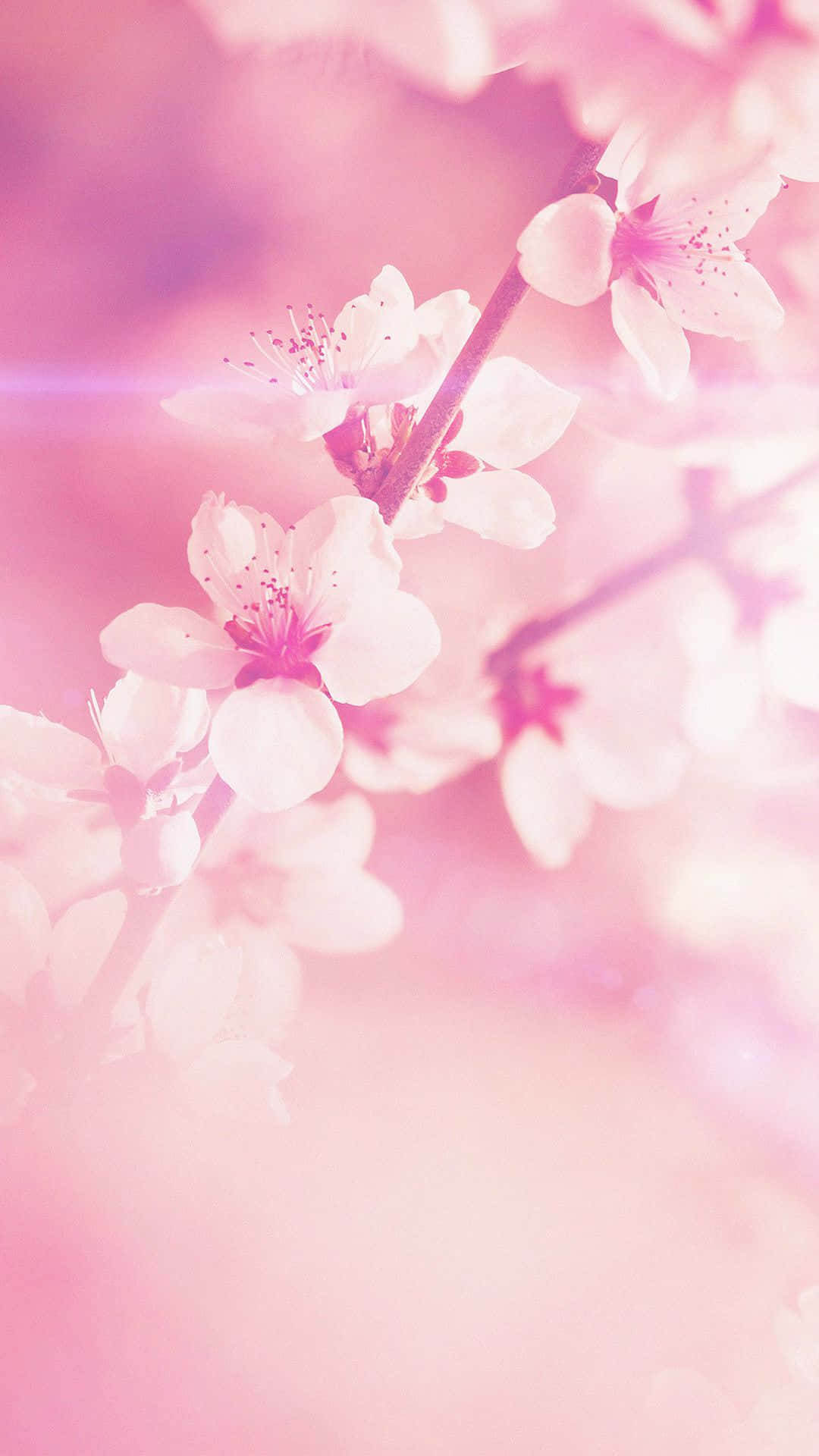 light pink floral iPhone, soft pink cherry blossoms, pastel background, Full HD Phone Wallpaper