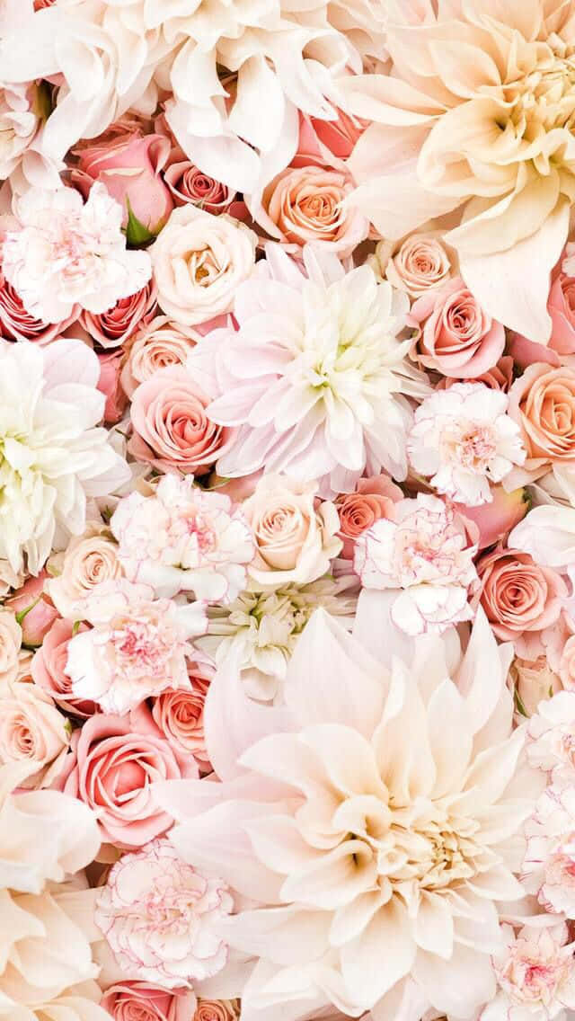 light pink floral iPhone, roses, dahlias, SD Phone Wallpaper
