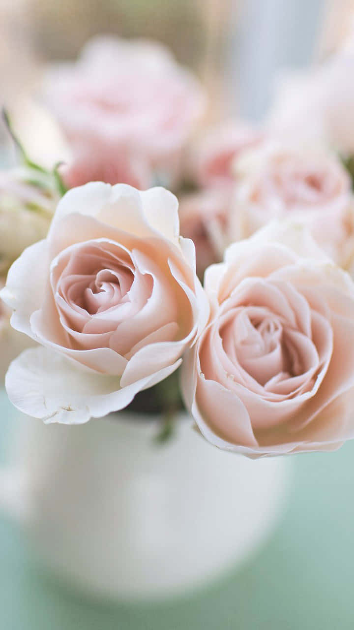 light pink floral iPhone, pastel pink roses, white vase, HD Phone Wallpaper