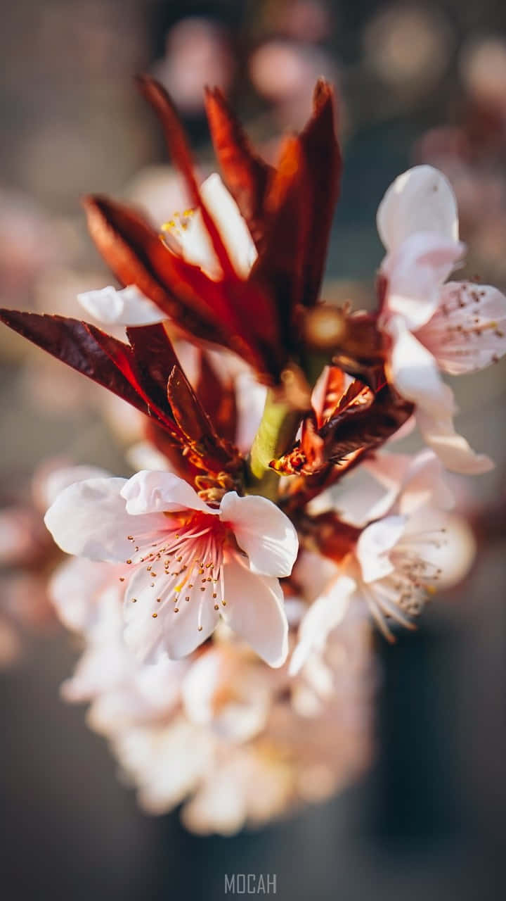 cherry blossom, soft pink, deep red leaves, HD Phone Wallpaper