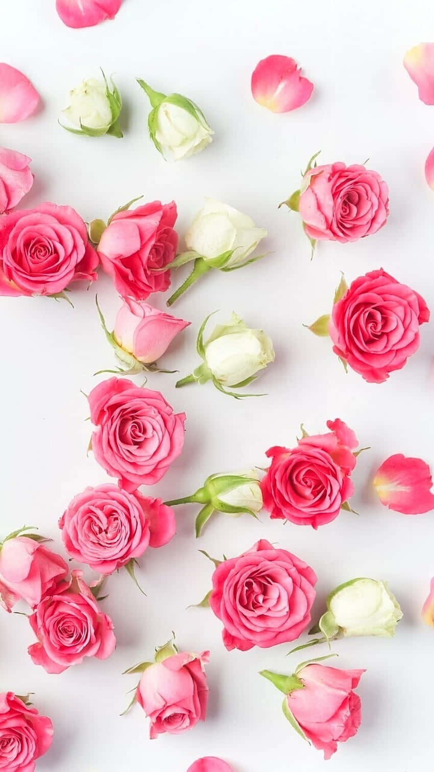 pink roses, white background, white surface, HD Phone Wallpaper