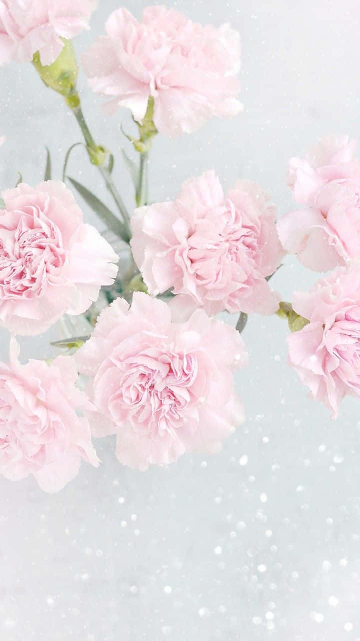 light pink floral iPhone, pink carnations, vase, HD Phone Wallpaper