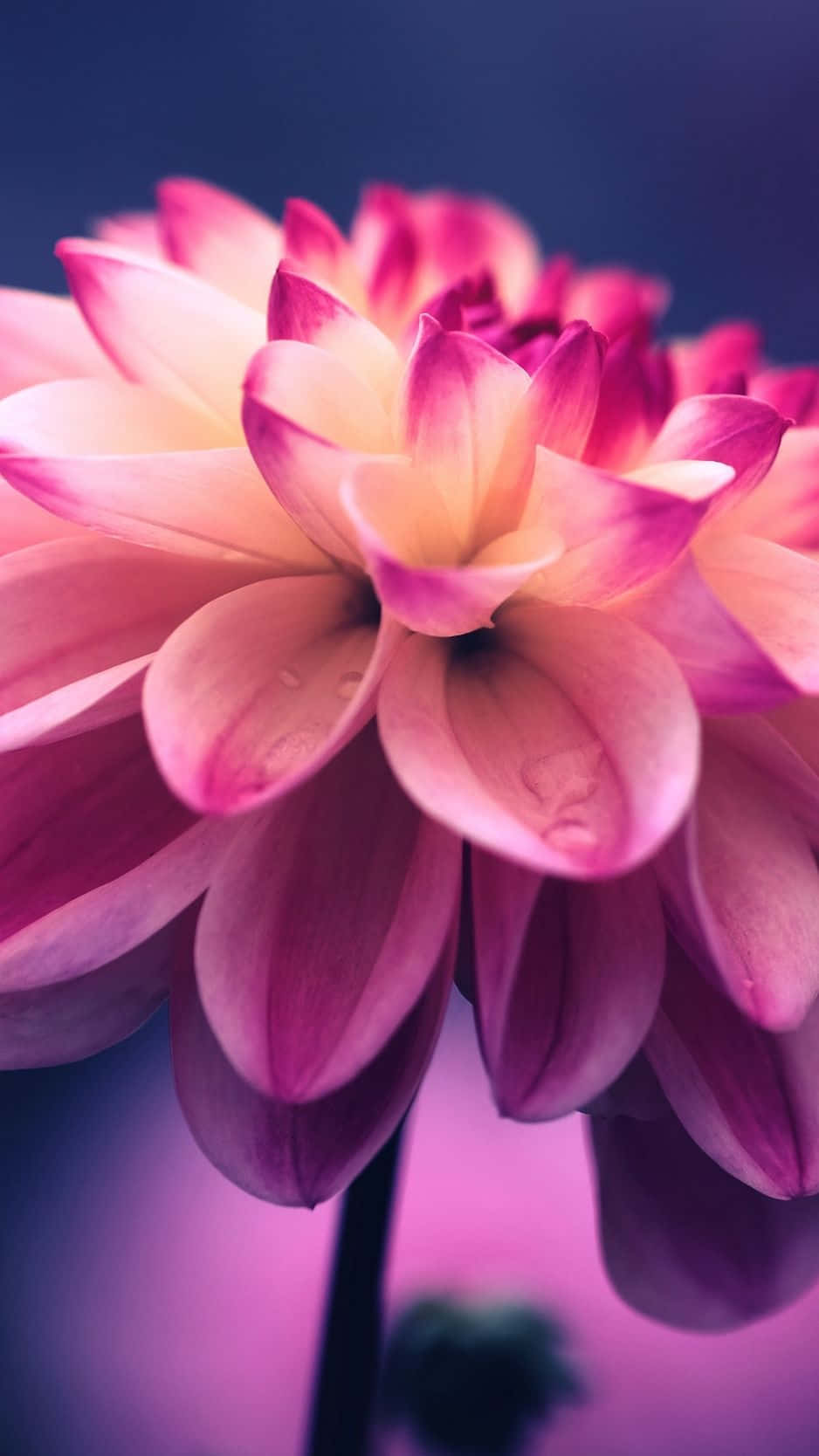 vibrant pink dahlia, dewdrops, soft purple lighting, HD Phone Wallpaper