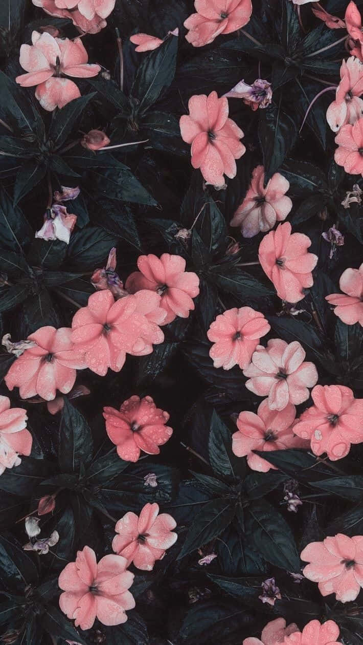 light pink floral iPhone, pink flowers, dewdrops, SD Phone Wallpaper