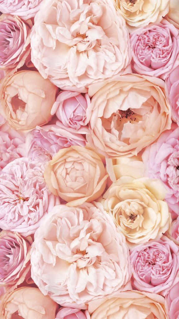 light pink floral, iPhone, soft pink roses, SD Phone Wallpaper