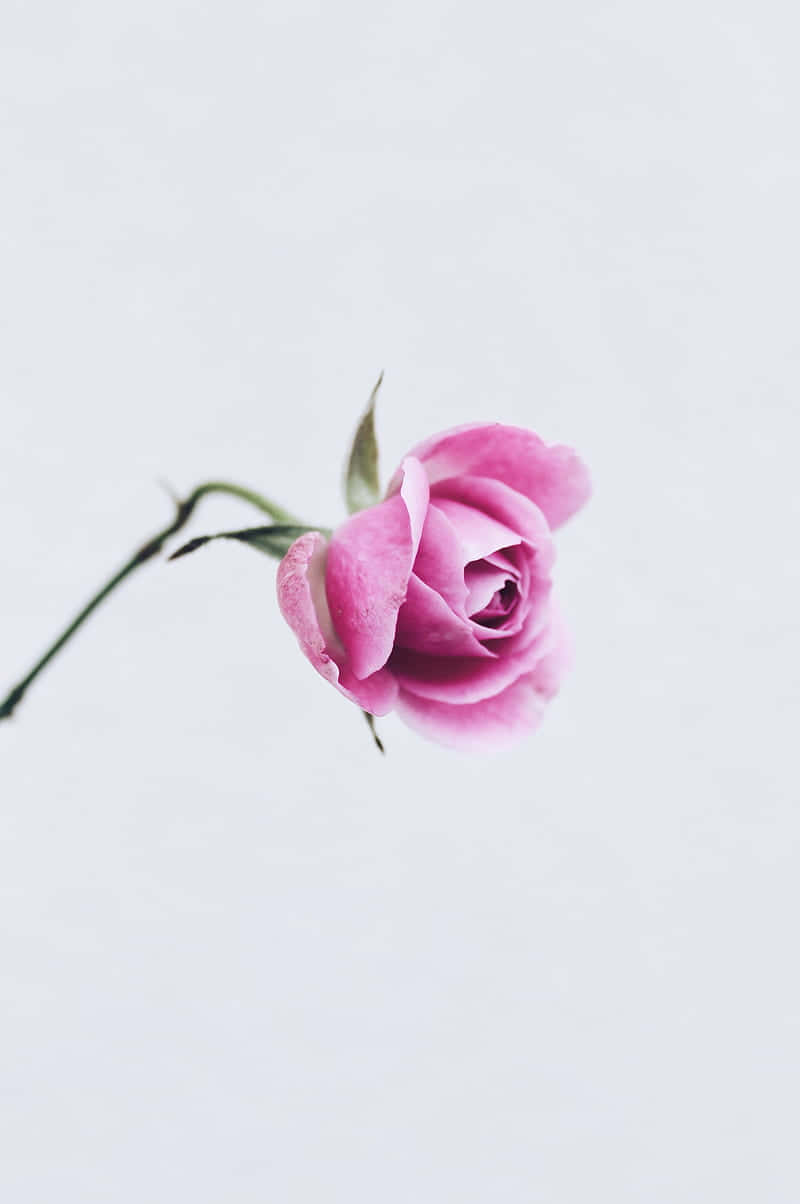 light pink floral iPhone, delicate pink rosebud, dewdrops, SD Phone Wallpaper